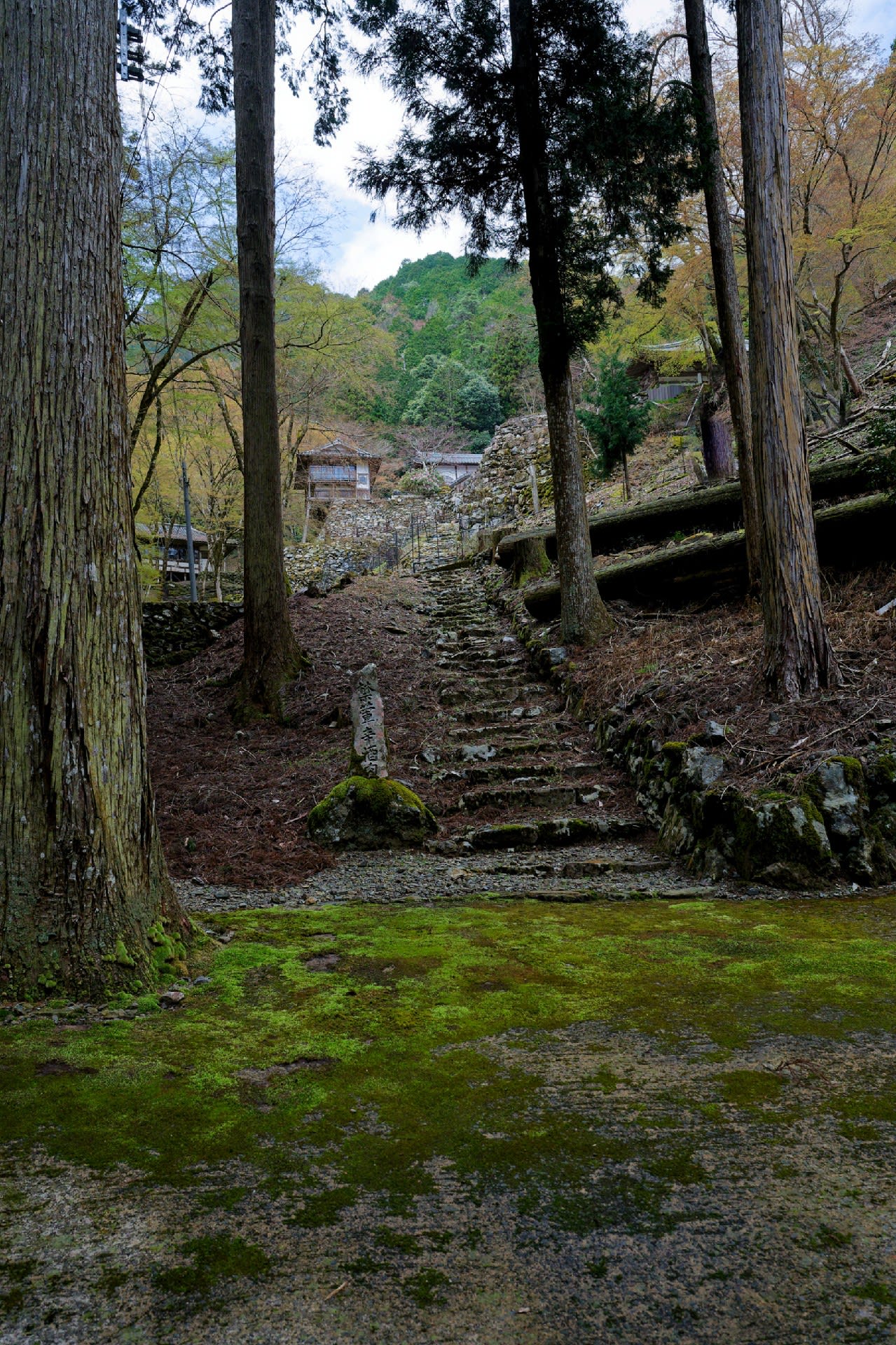 古知谷阿弥陀寺 石楠花と春の山野草 その1 - 気ままに撮り歩き