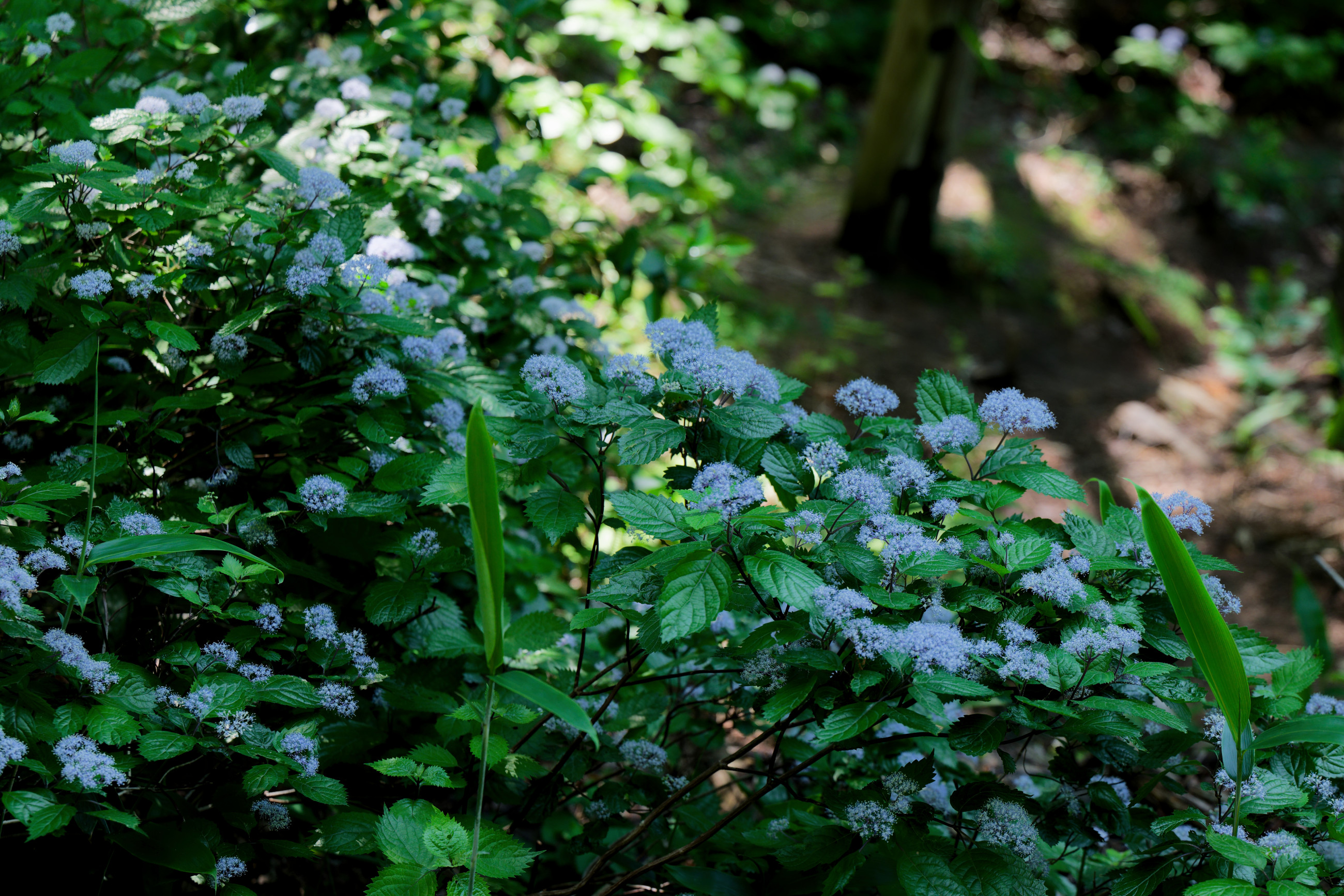 山門水源の森 その2 (コアジサイ) - 気ままに撮り歩き