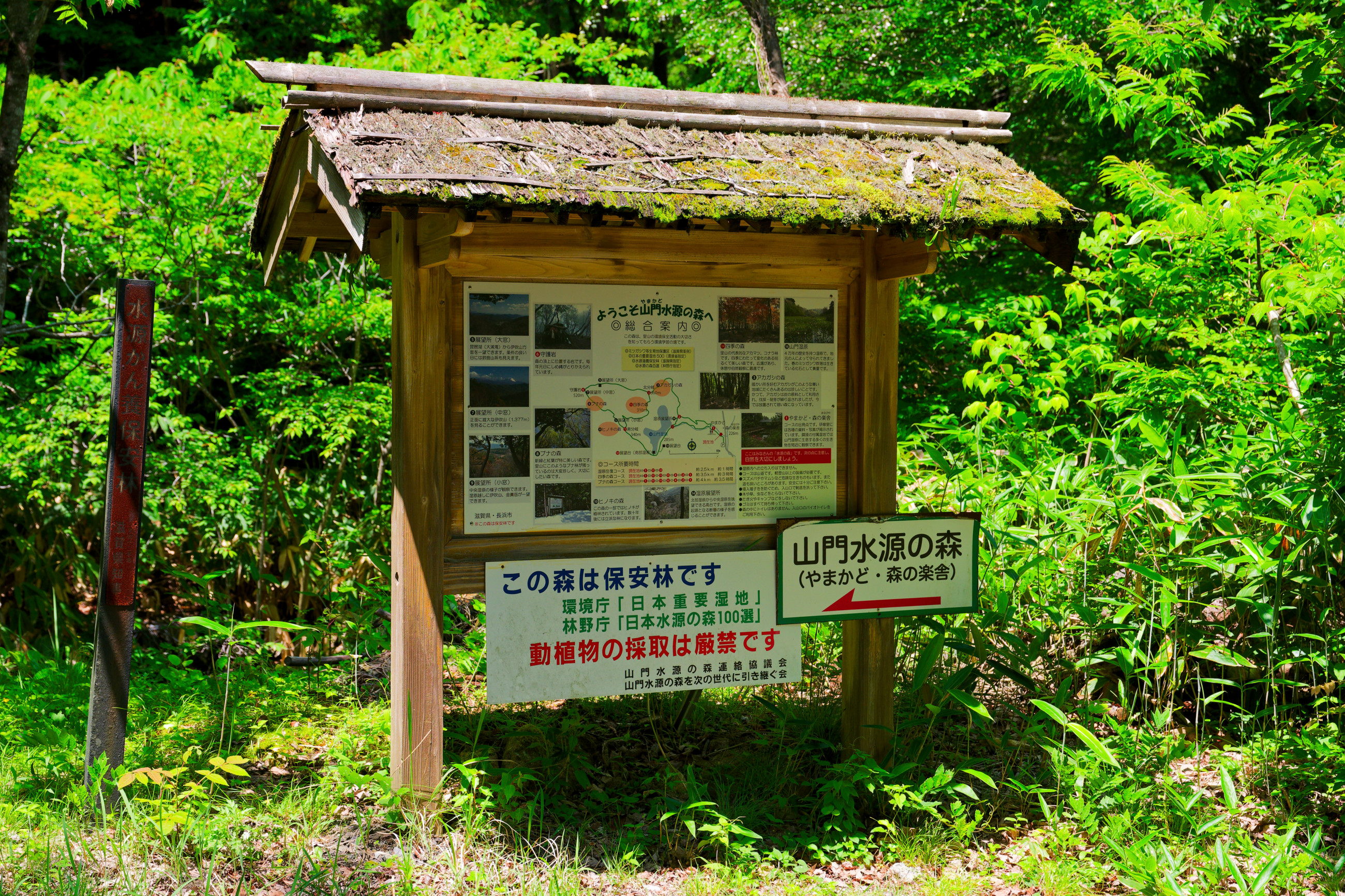 山門水源の森その1(ササユリ) - 気ままに撮り歩き