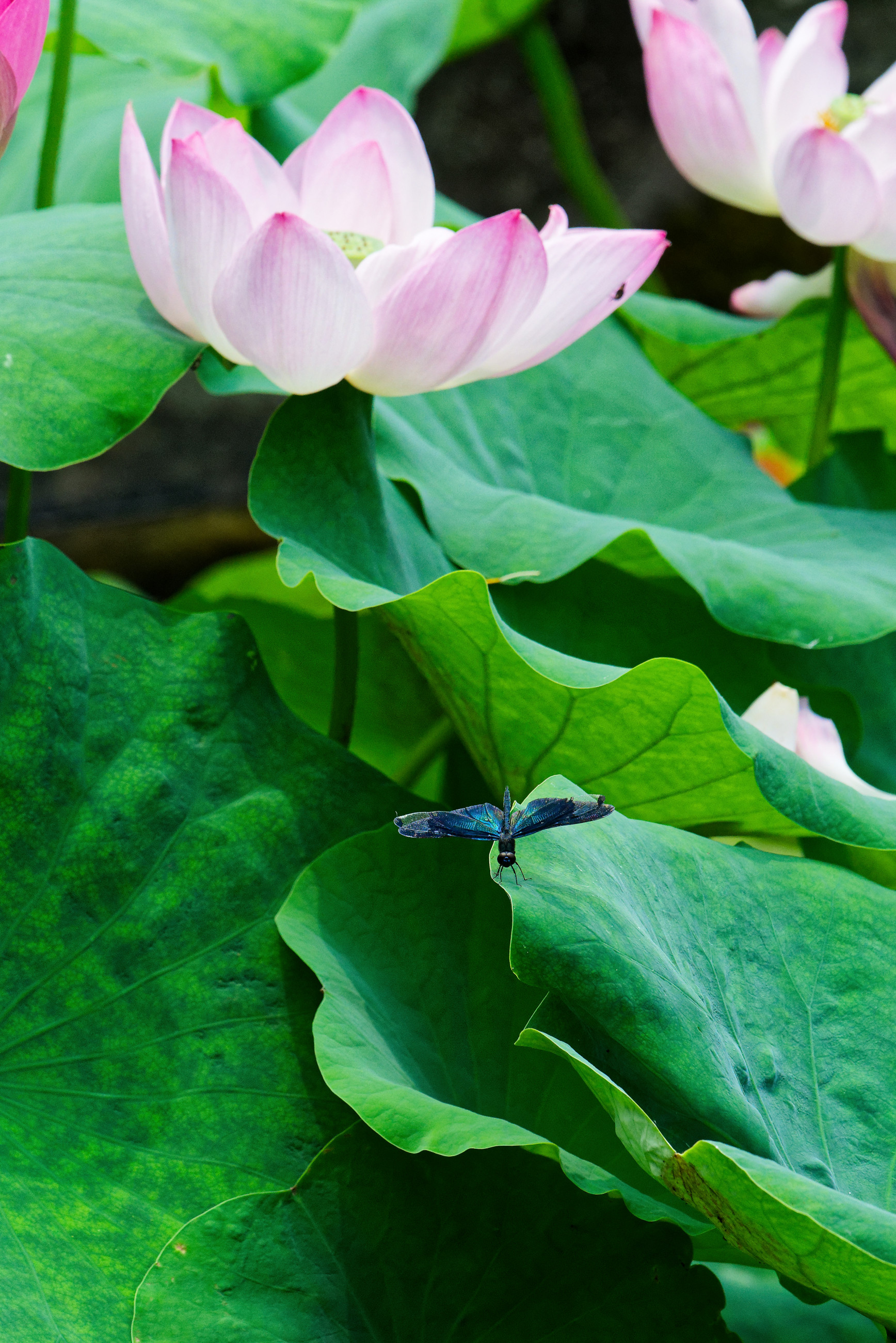 水生植物公園みずの森 その3 - 気ままに撮り歩き
