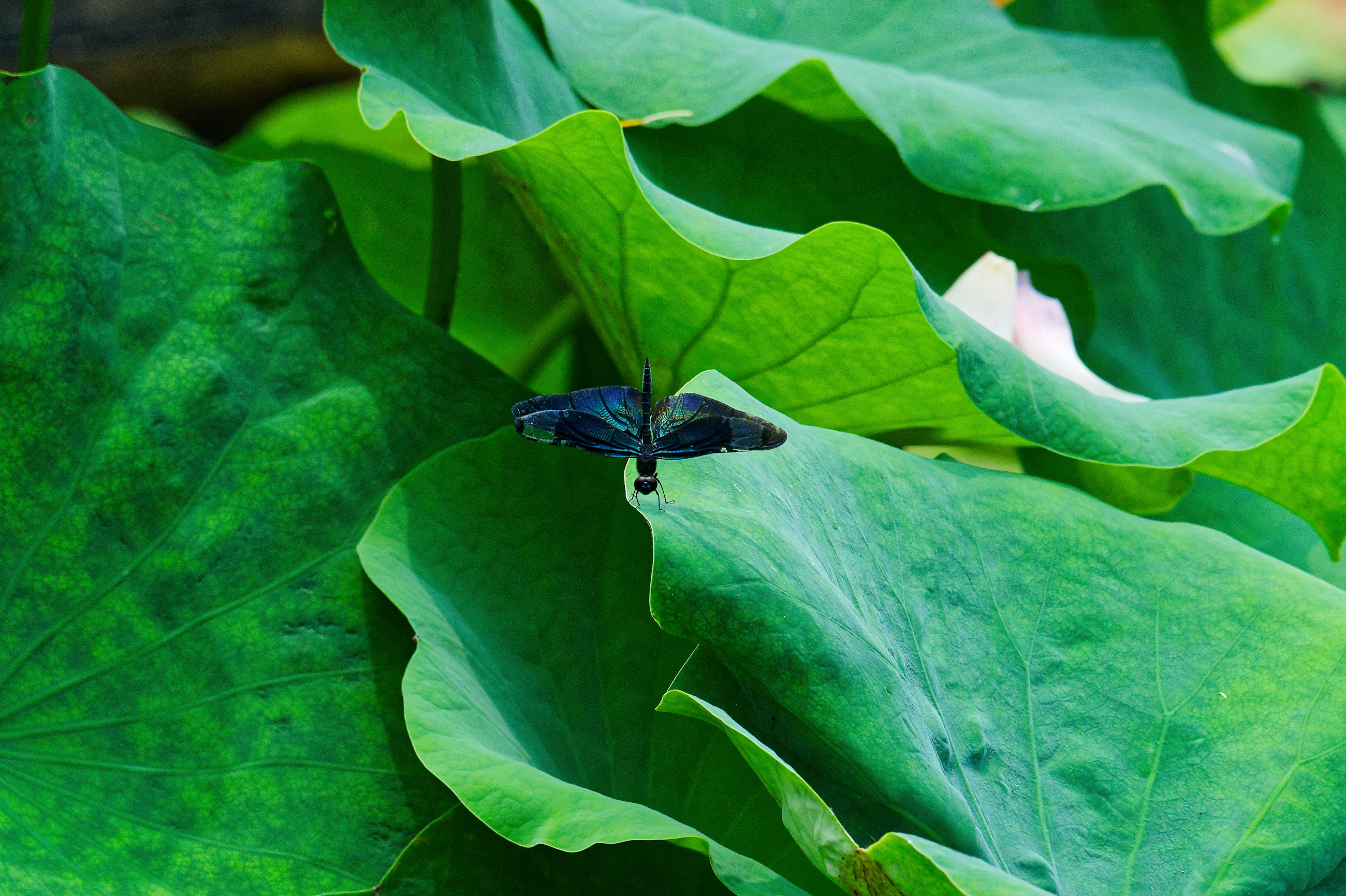 水生植物公園みずの森 その3 - 気ままに撮り歩き