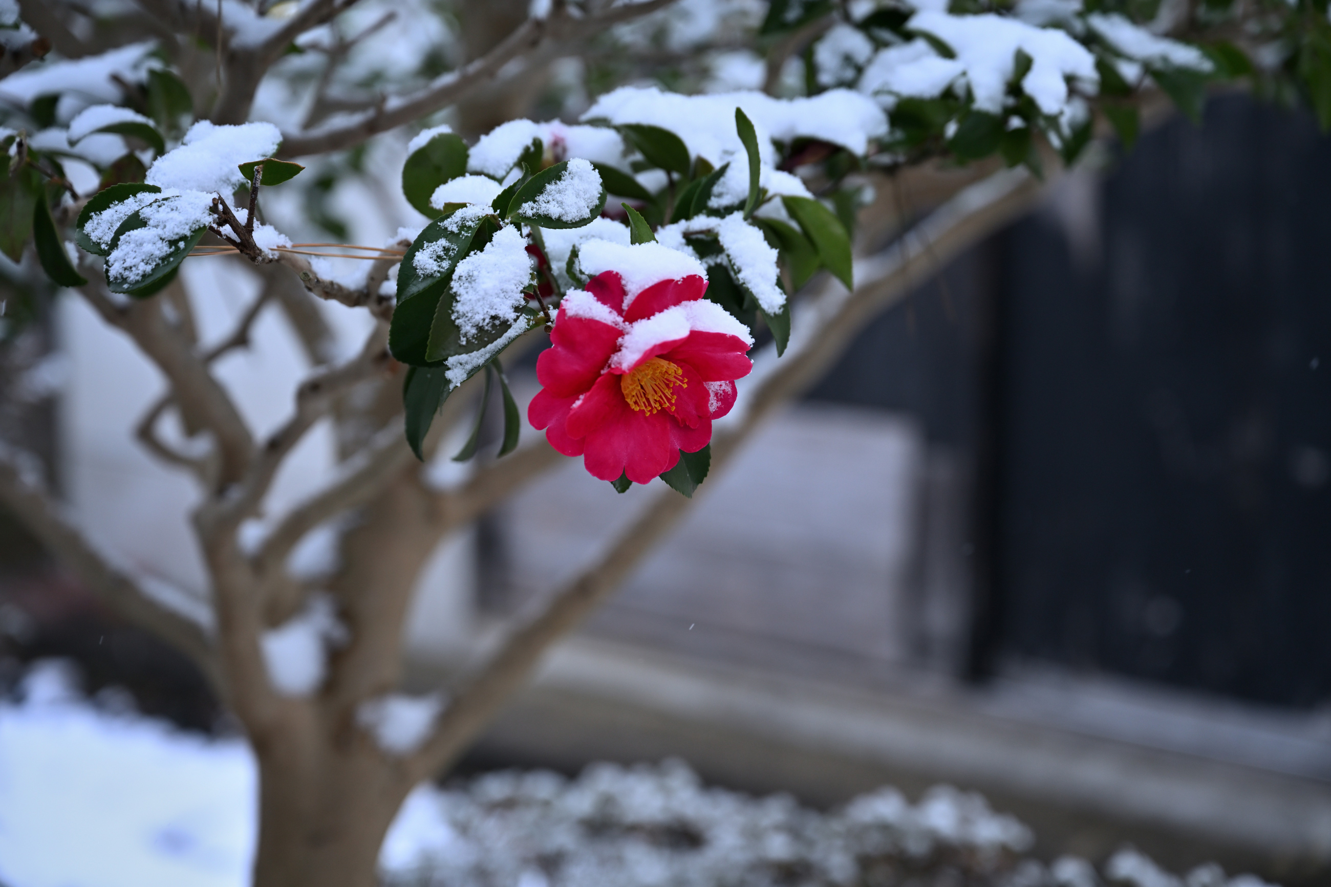 自宅の庭の雪景色（2月8日〜9日） - 気ままに撮り歩き