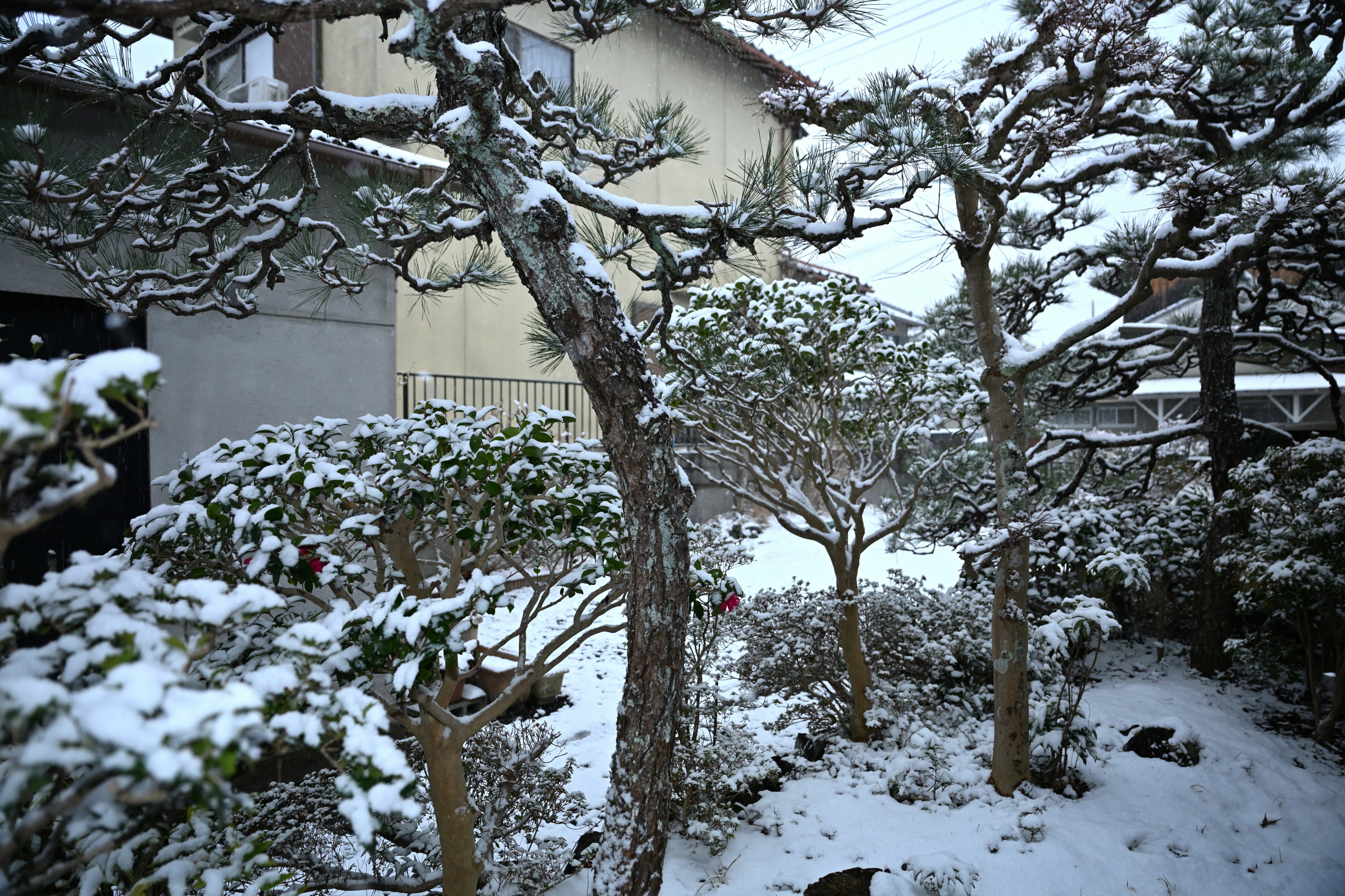 自宅の庭の雪景色（2月8日〜9日） - 気ままに撮り歩き