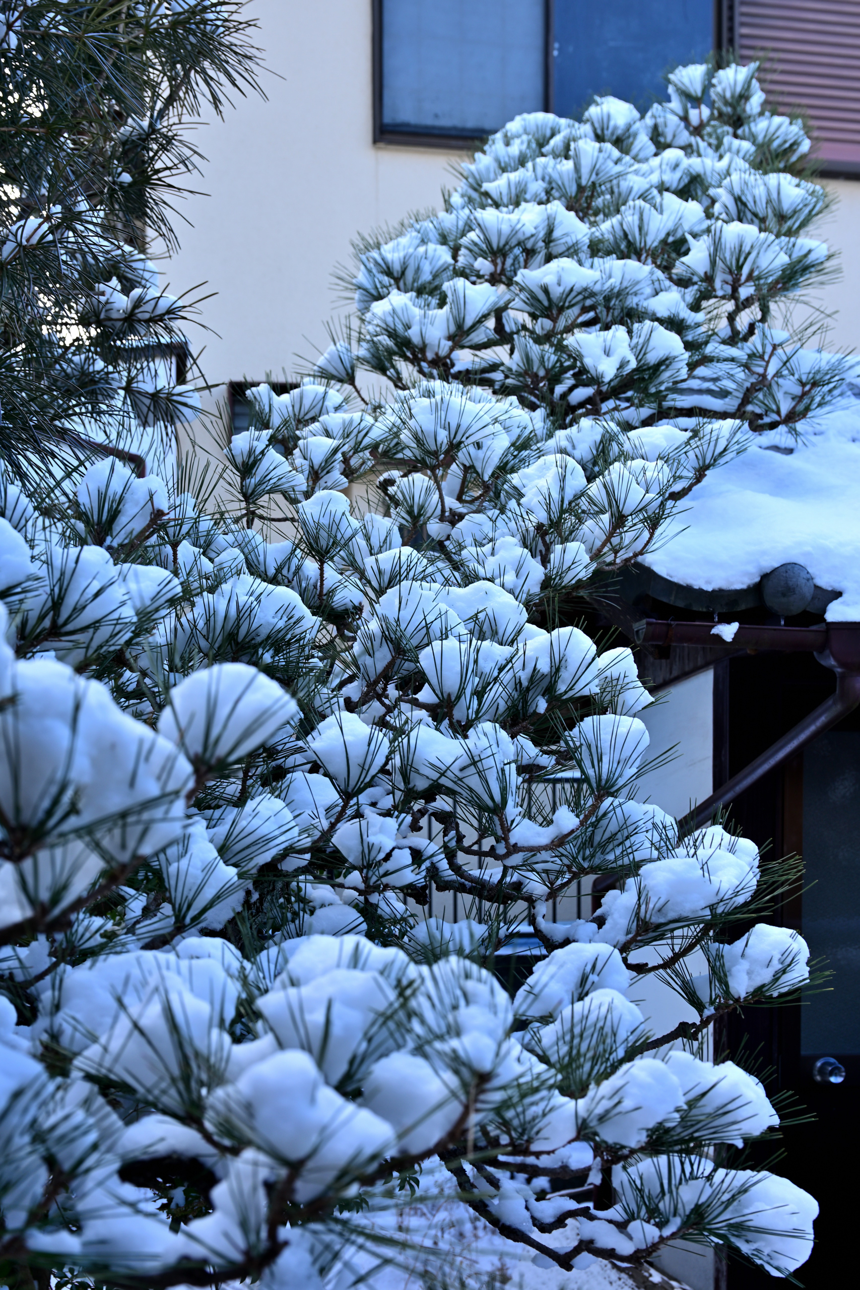 自宅の庭の雪景色（2月8日〜9日） - 気ままに撮り歩き