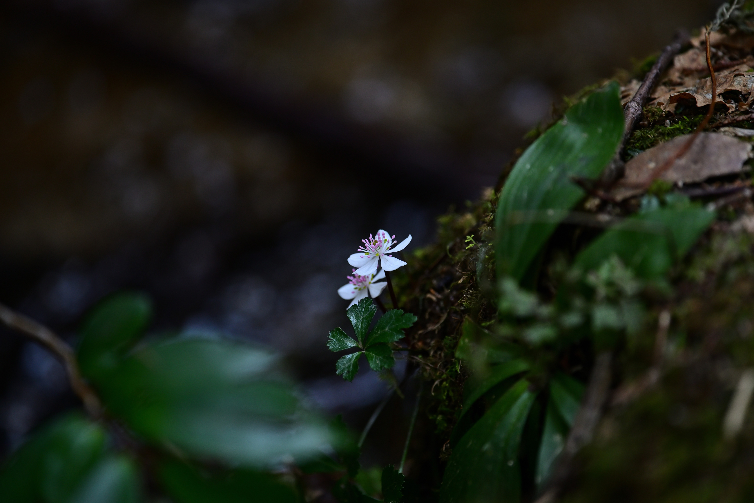 キタヤマオウレン(山門水源の森)その1 - 気ままに撮り歩き