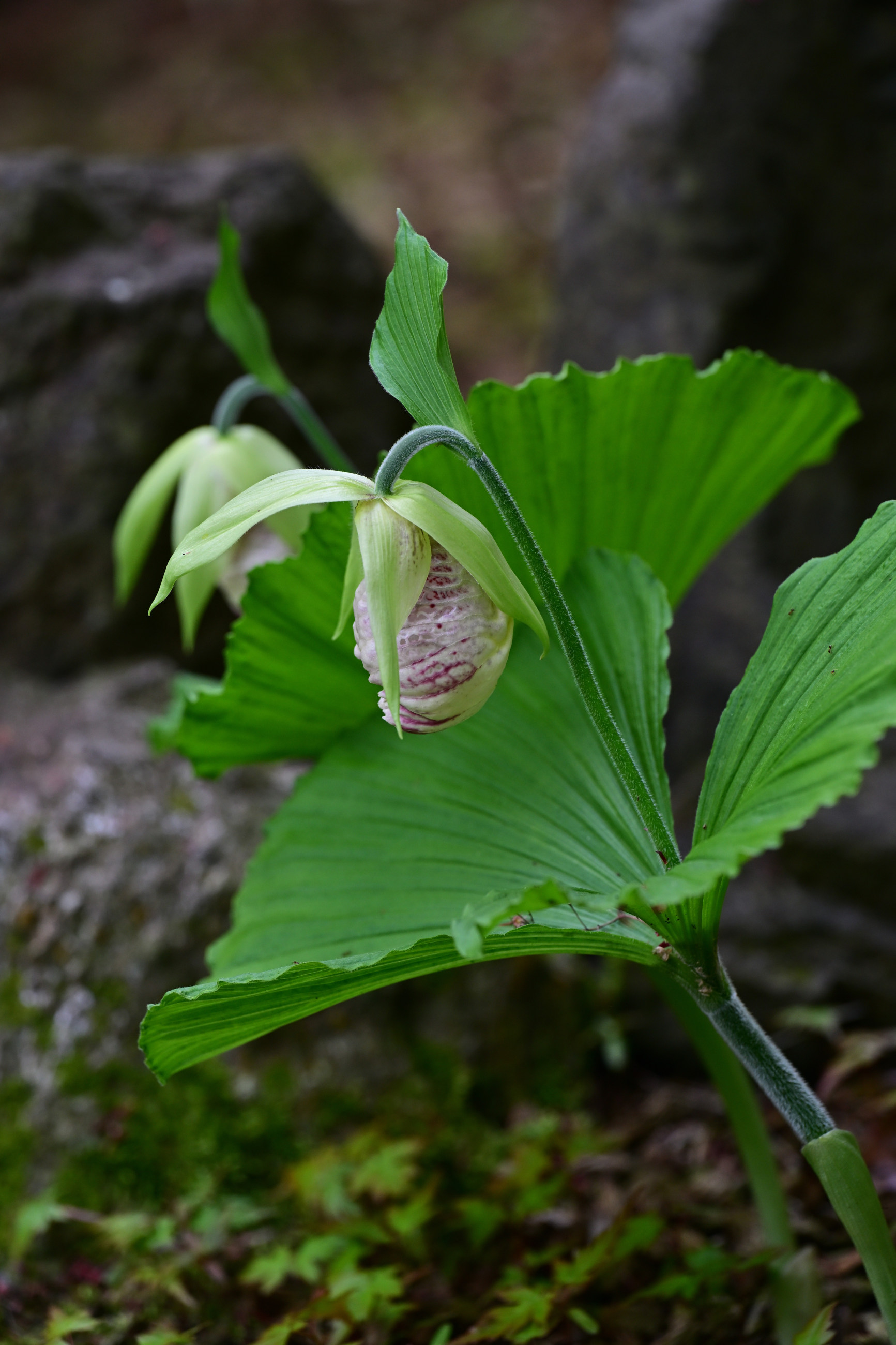 古知谷阿弥陀寺 その2 （クガイソウほか） - 気ままに撮り歩き