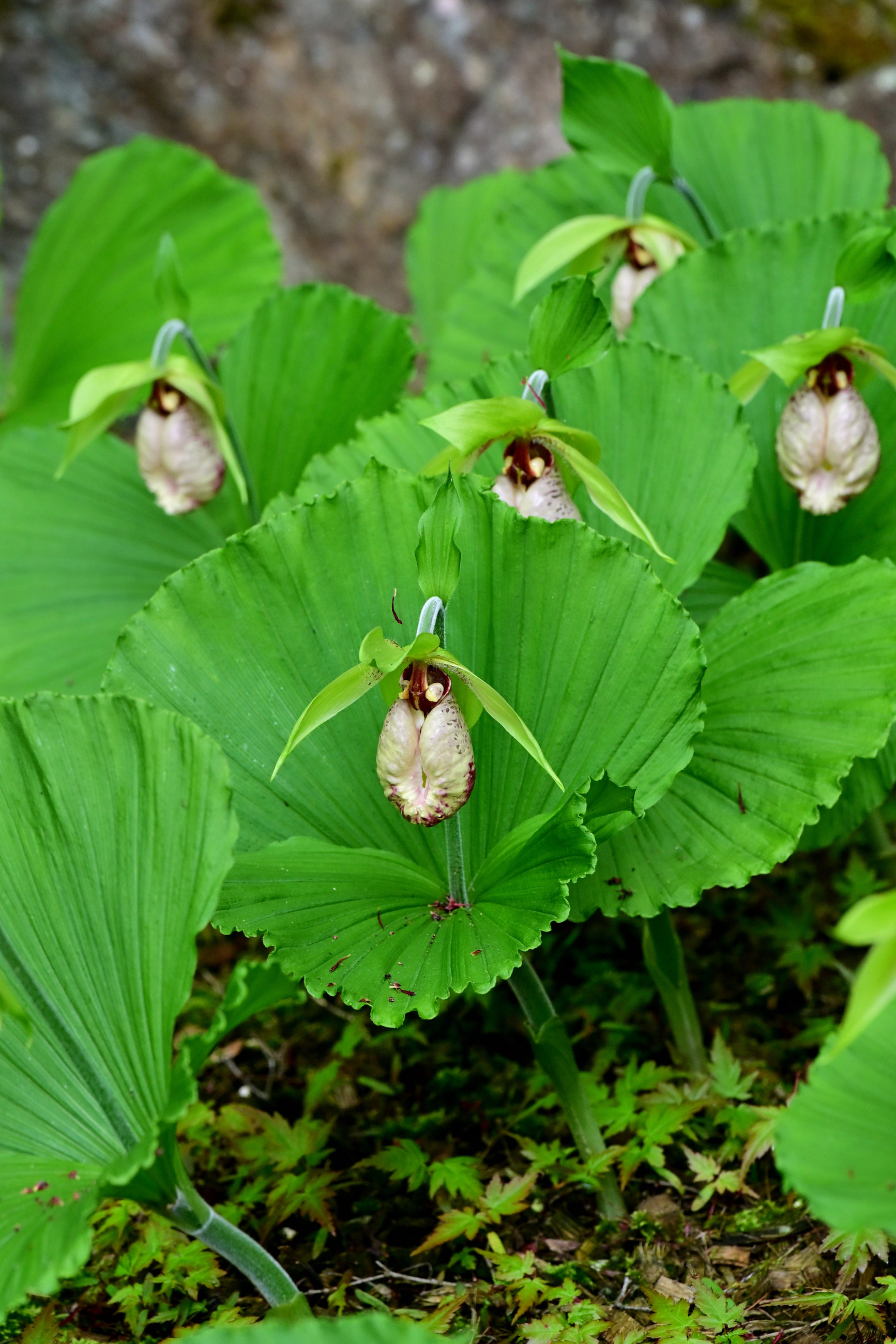 古知谷阿弥陀寺 その2 （クガイソウほか） - 気ままに撮り歩き