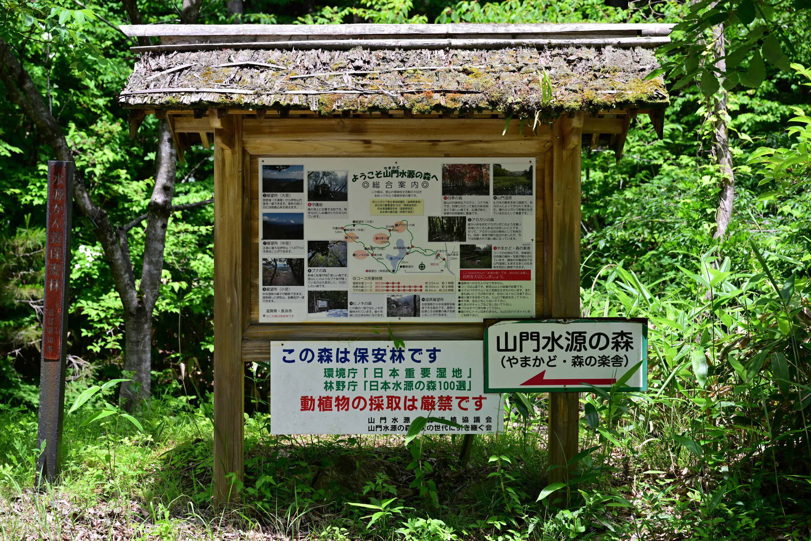 山門水源の森のササユリとコアジサイ他 その1 - 気ままに撮り歩き