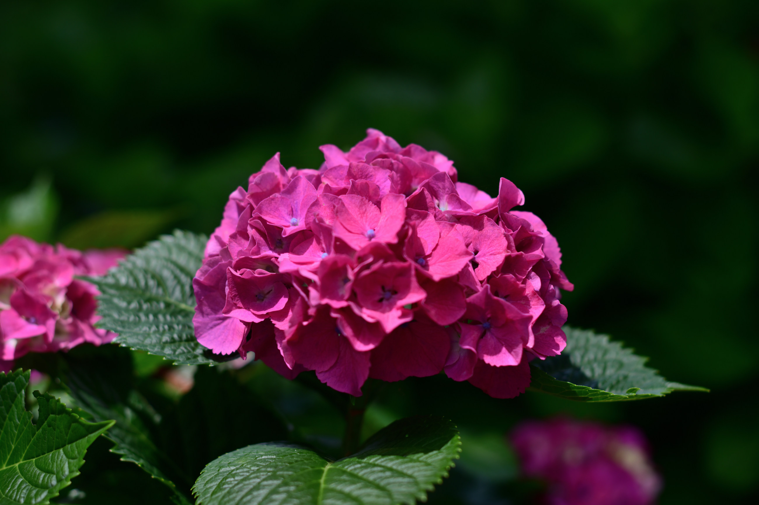 芦刈園の紫陽花 その1（Nikon Z9・Ai Nikkor 85mm F1.4S） - 気まま