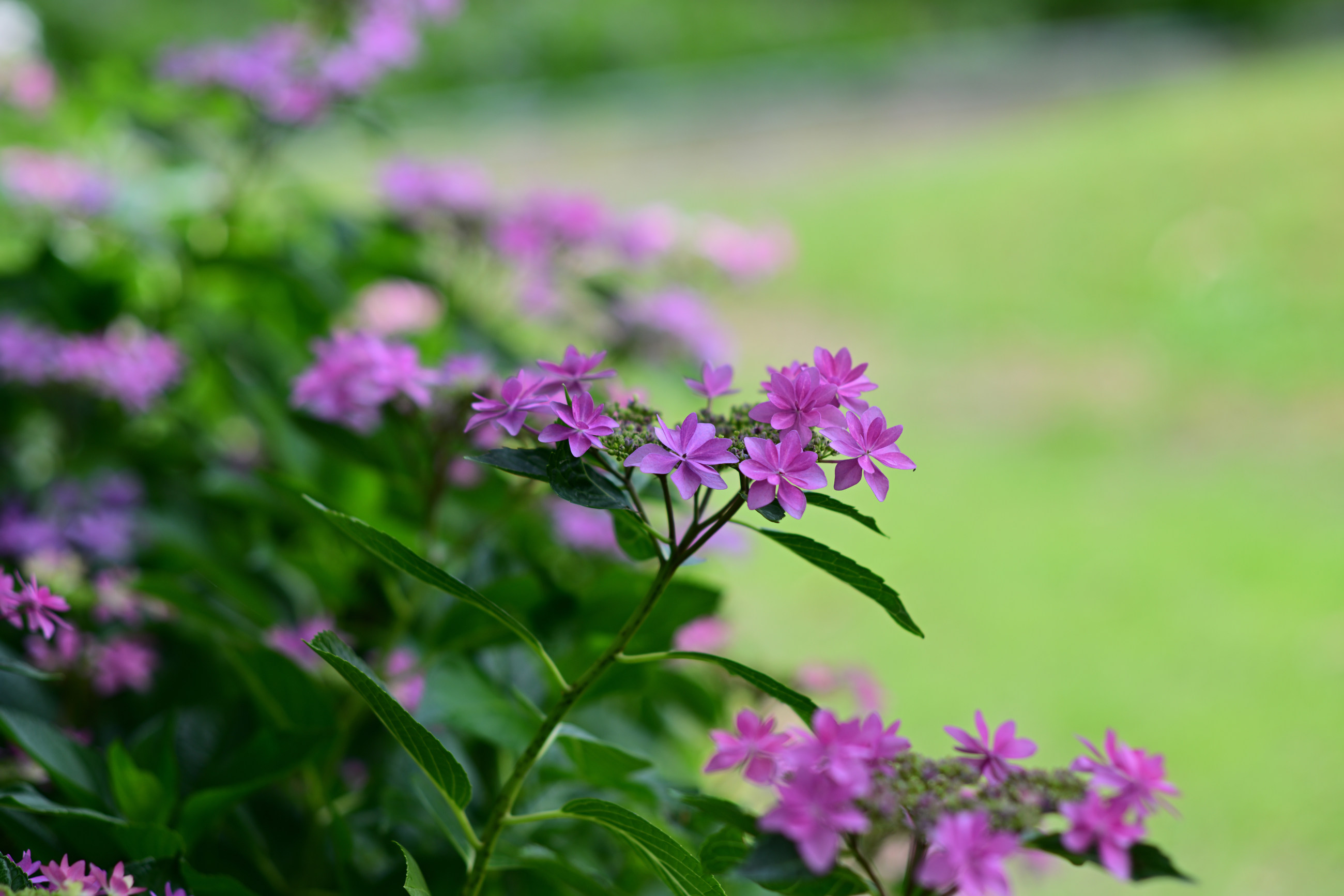 芦刈園の紫陽花 その1（Nikon Z9・Ai Nikkor 85mm F1.4S） - 気まま