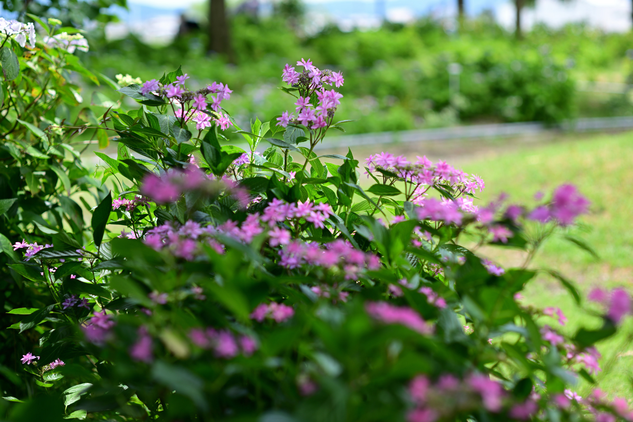 紫陽花 芦刈園の紫陽花 その1（Nikon Z9・Ai Nikkor 85mm F1.4S） - 気まま