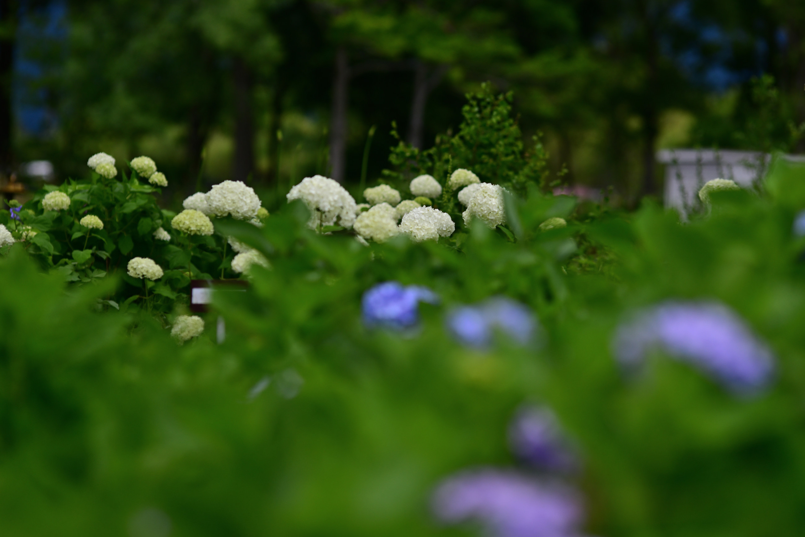 芦刈園の紫陽花 その2（Nikon Z9・ Ai Nikkor ED 180mm F2.8S