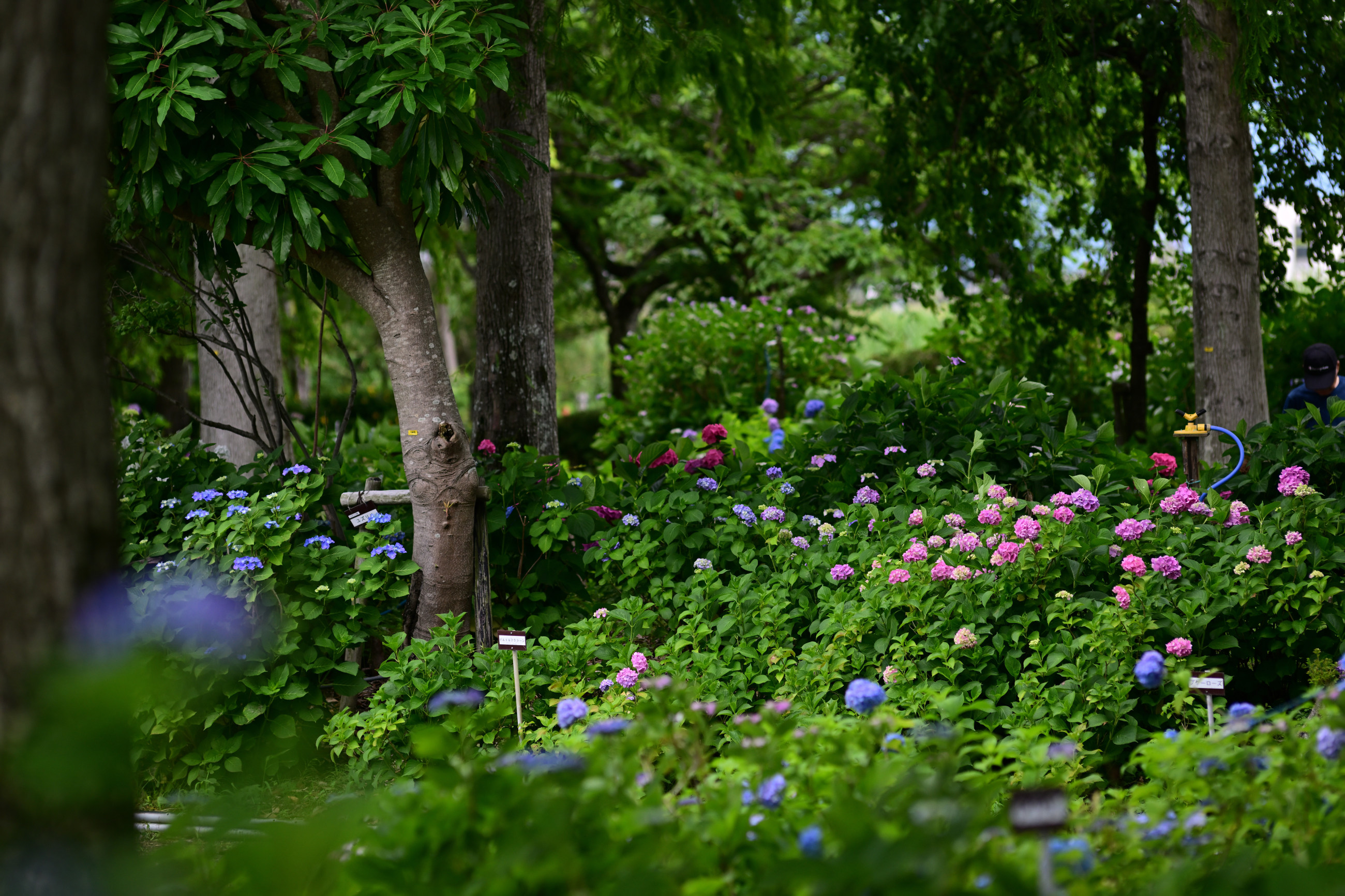 芦刈園の紫陽花 その2（Nikon Z9・ Ai Nikkor ED 180mm F2.8S