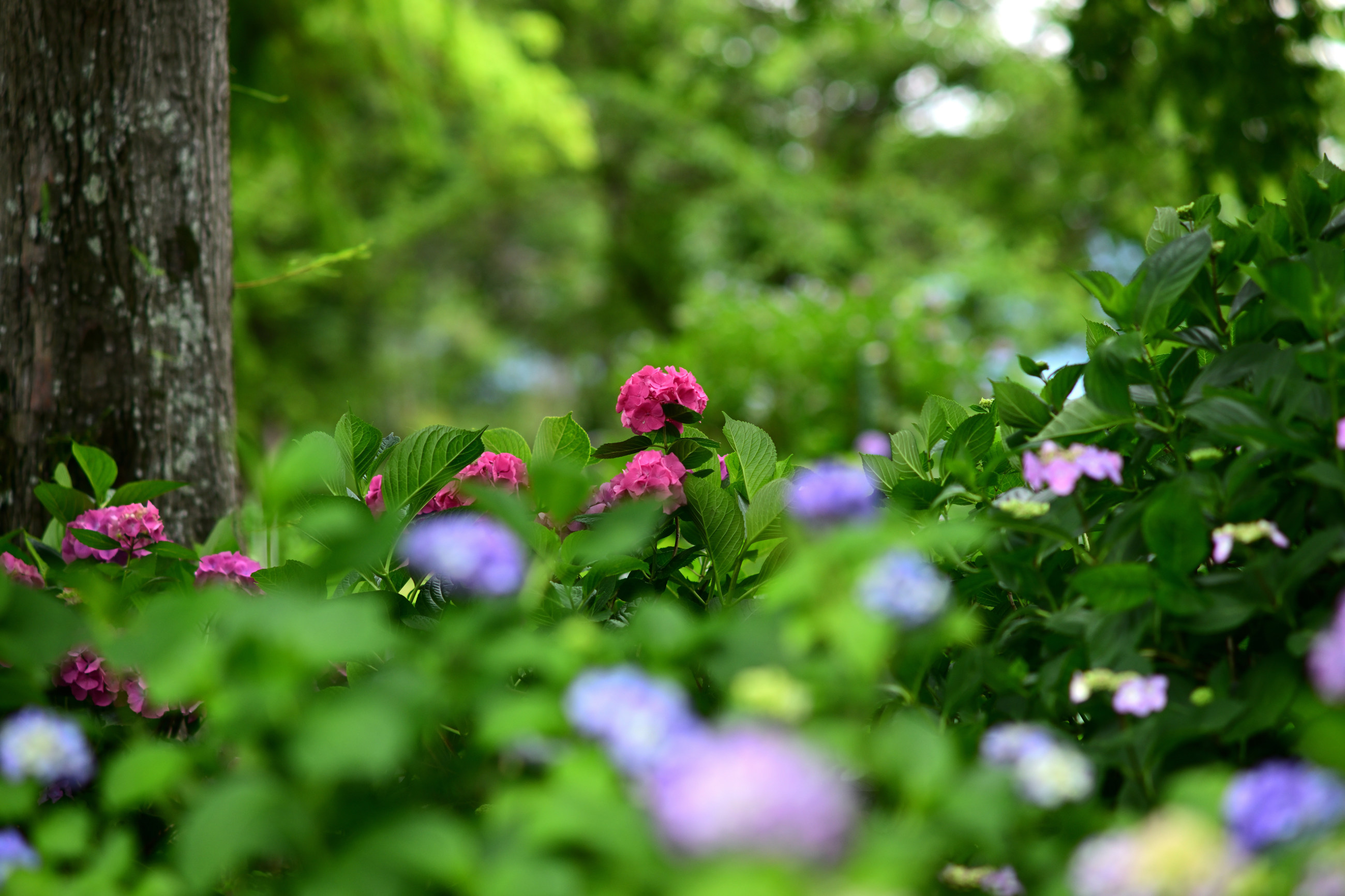 芦刈園の紫陽花 その2（Nikon Z9・ Ai Nikkor ED 180mm F2.8S