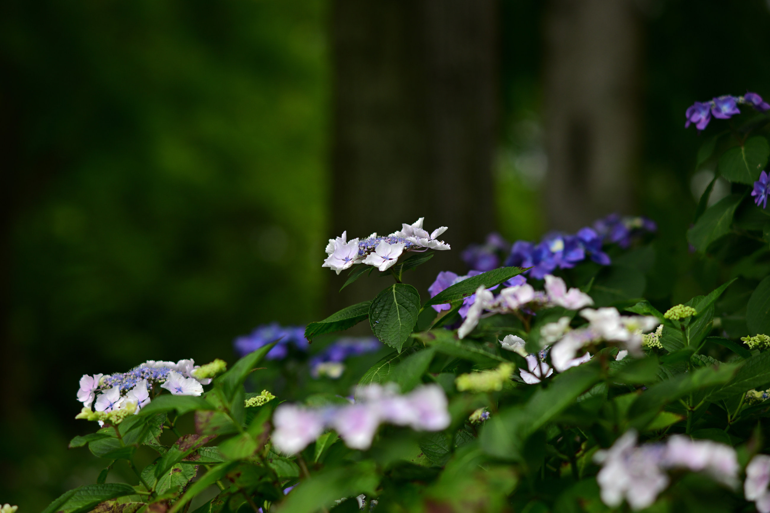 芦刈園の紫陽花 その2（Nikon Z9・ Ai Nikkor ED 180mm F2.8S