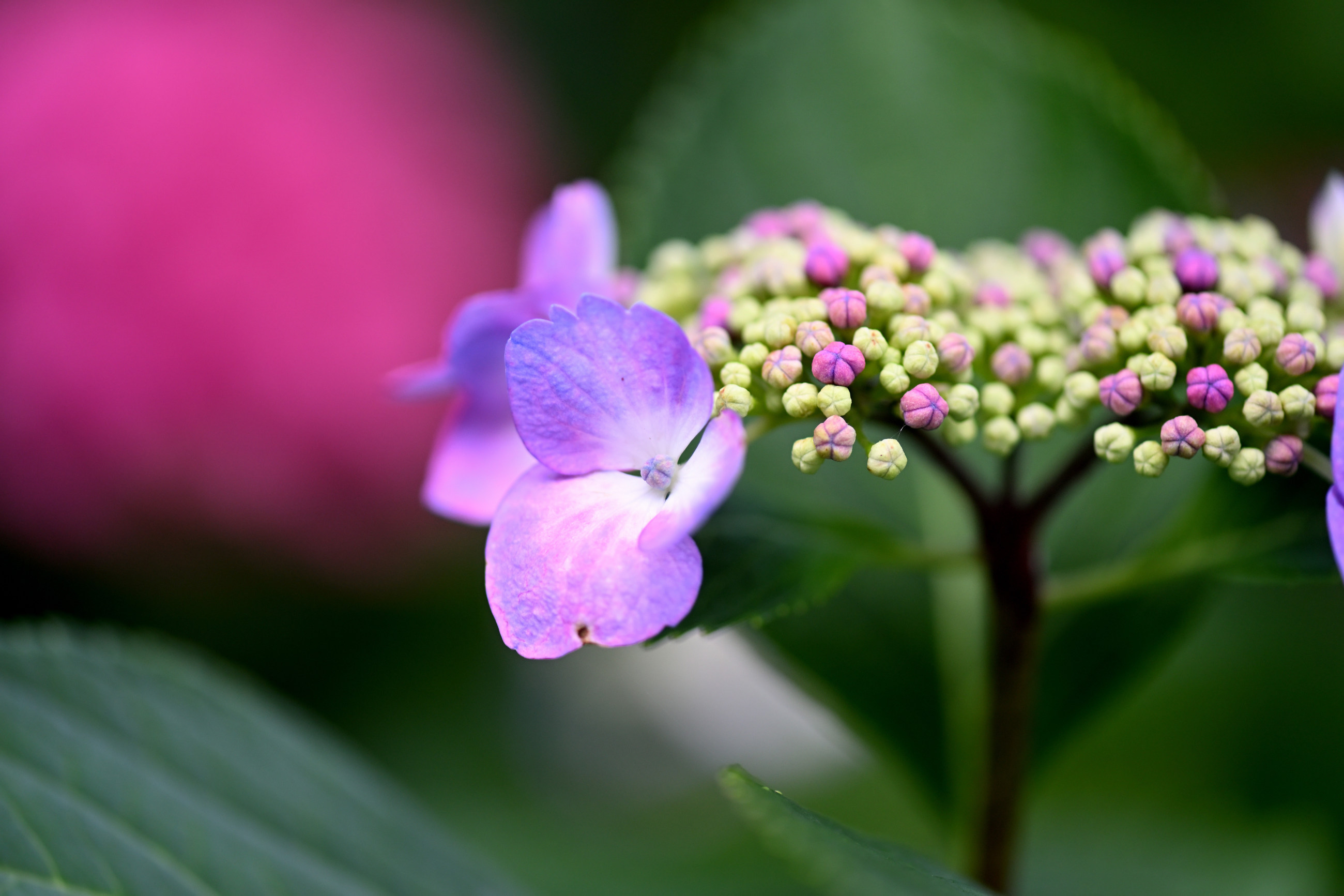 芦刈園の紫陽花 その4（Nikon Z6Ⅲ・ AF-S VR Micro-Nikkor 105mm f