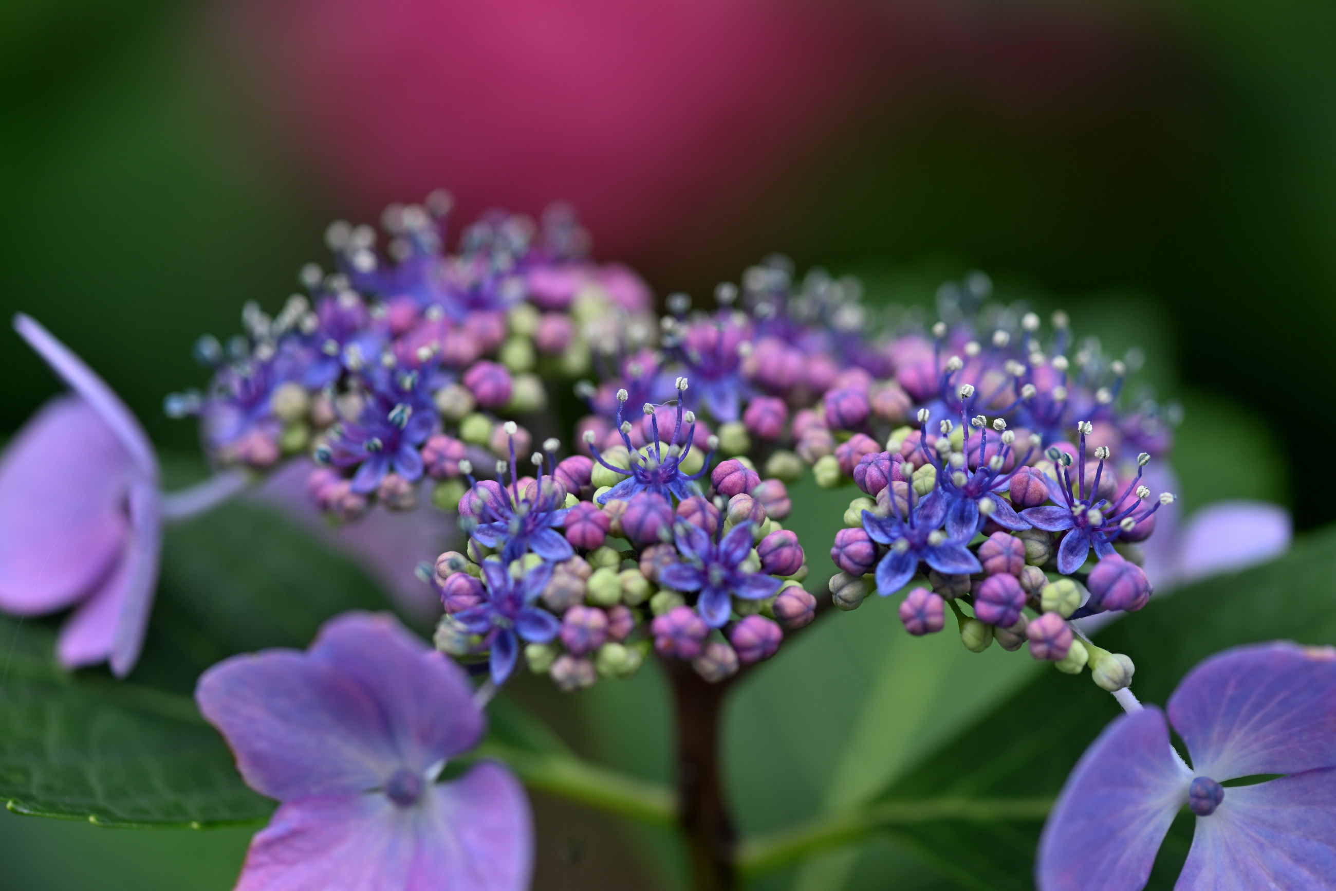 芦刈園の紫陽花 その4（Nikon Z6Ⅲ・ AF-S VR Micro-Nikkor 105mm f