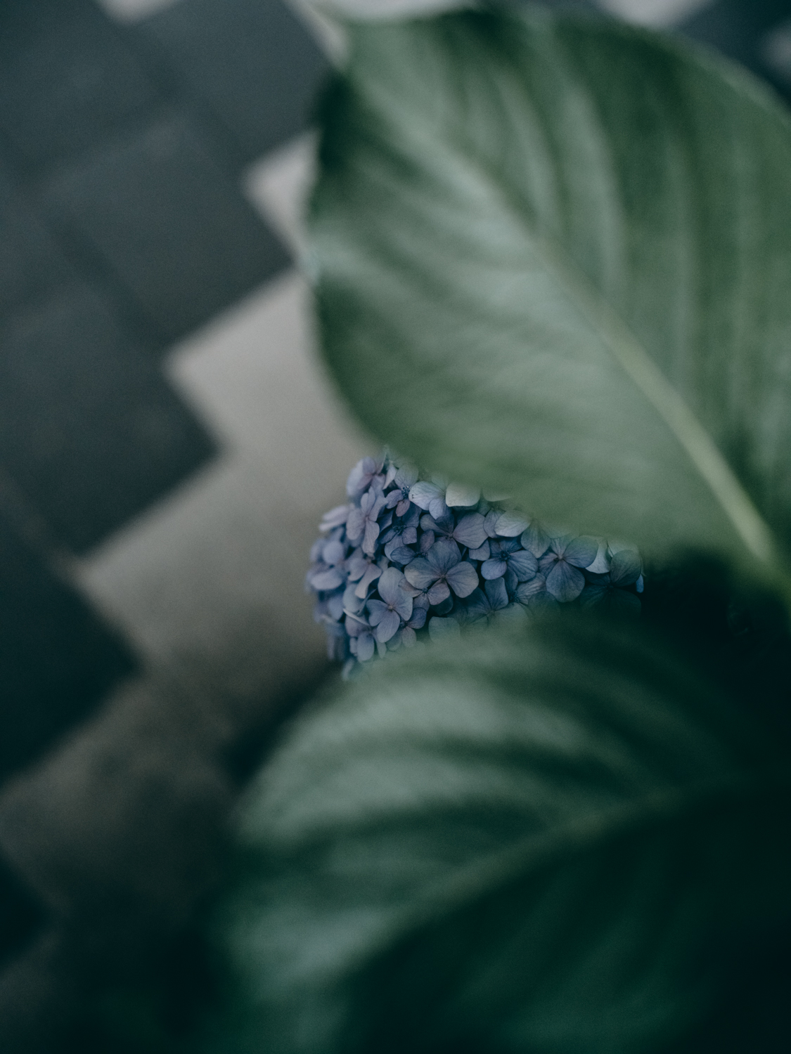 f:id:takchaso:20190701172631j:plain