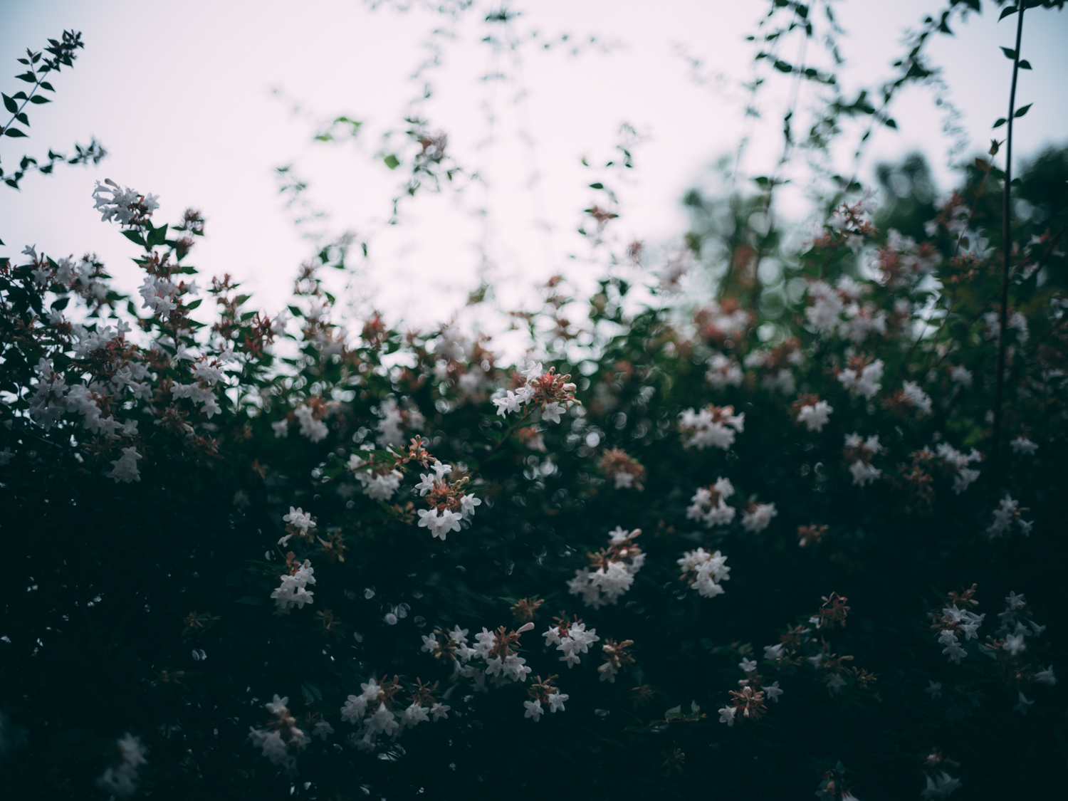 f:id:takchaso:20190706155146j:plain