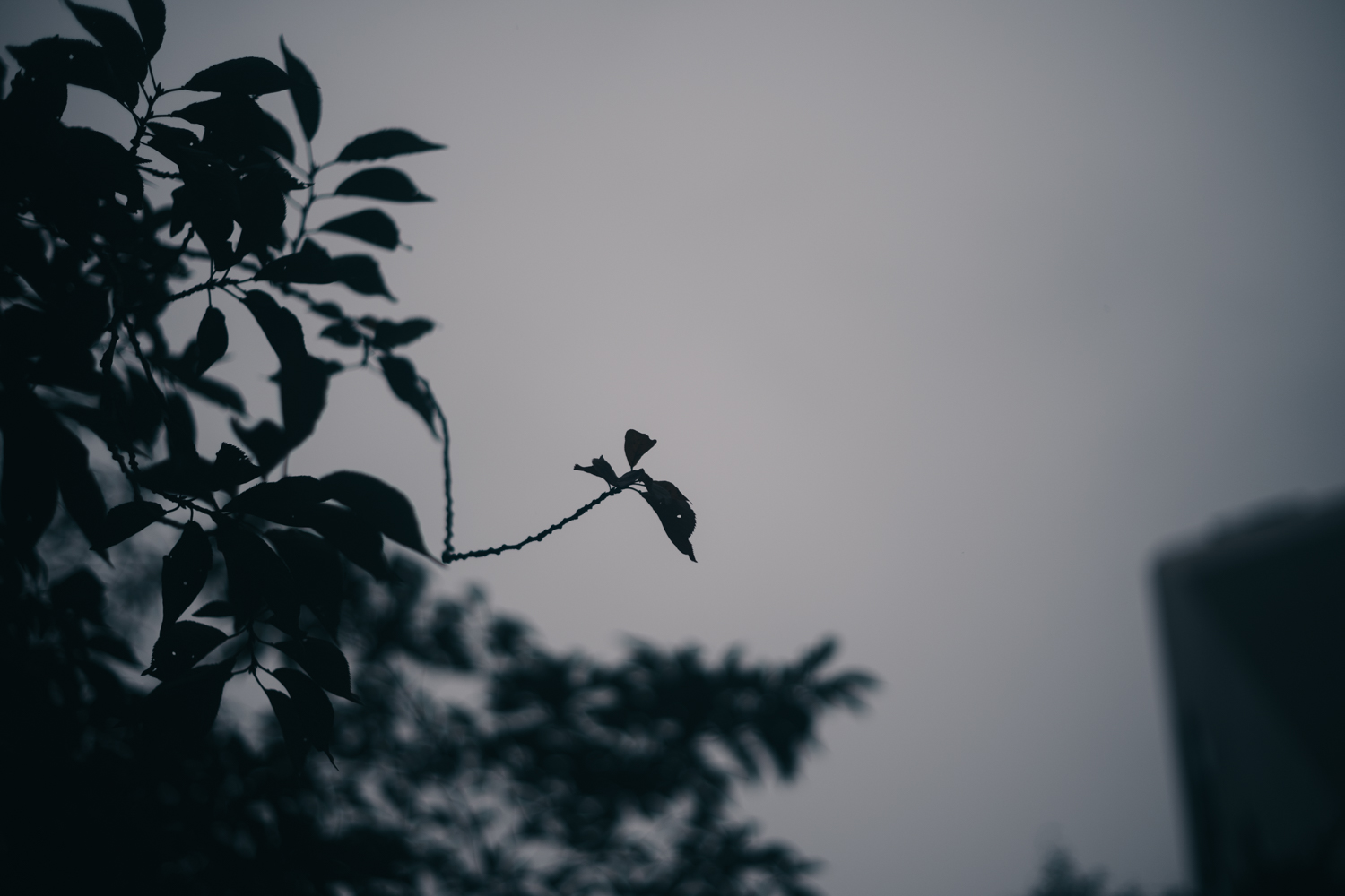 f:id:takchaso:20190713175901j:plain