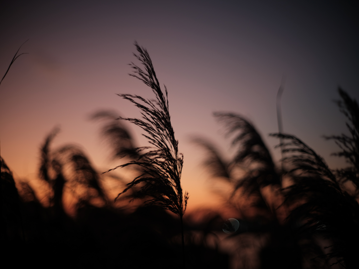 f:id:takchaso:20191201165555j:plain