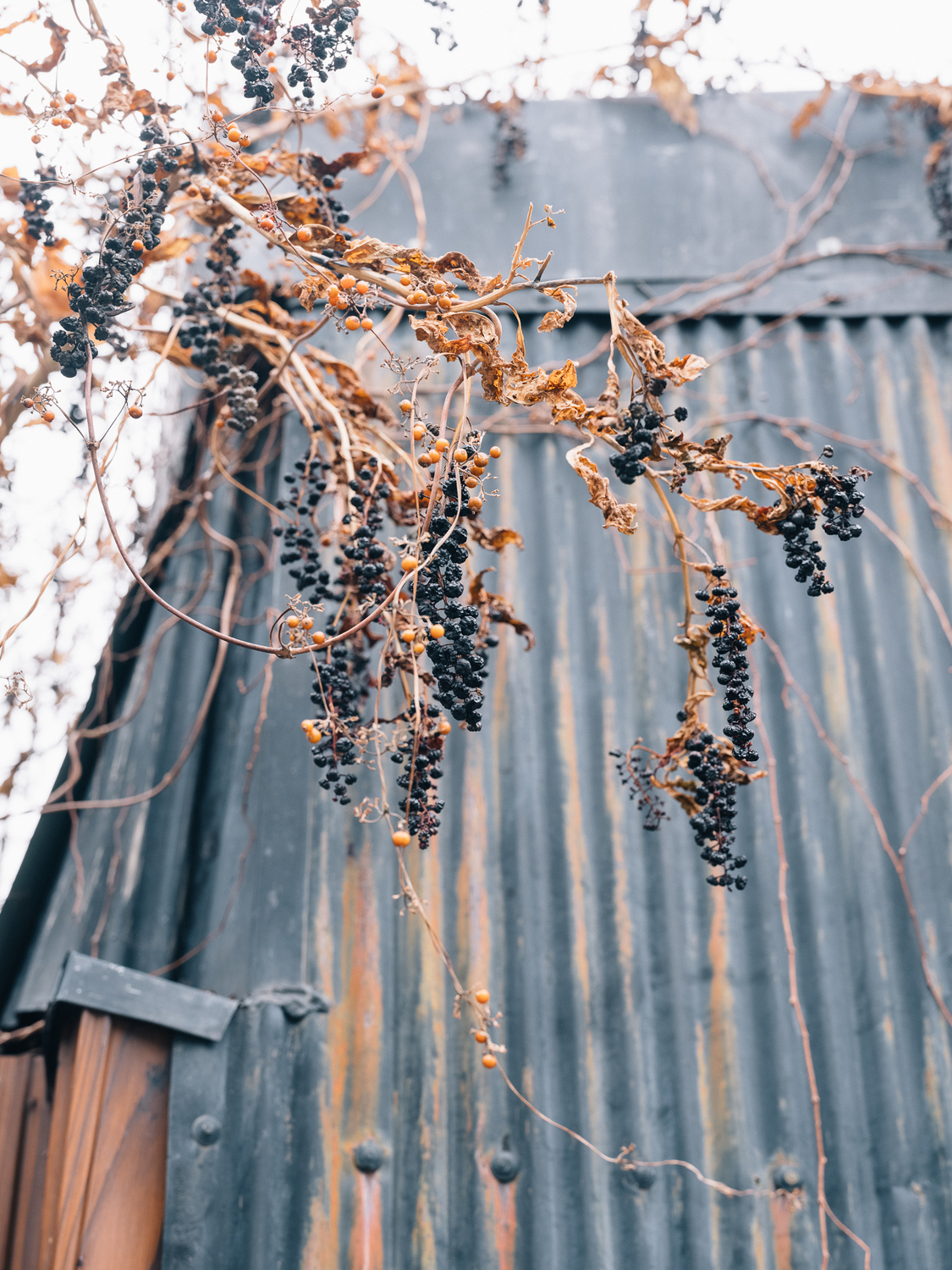 f:id:takchaso:20191231144933j:plain
