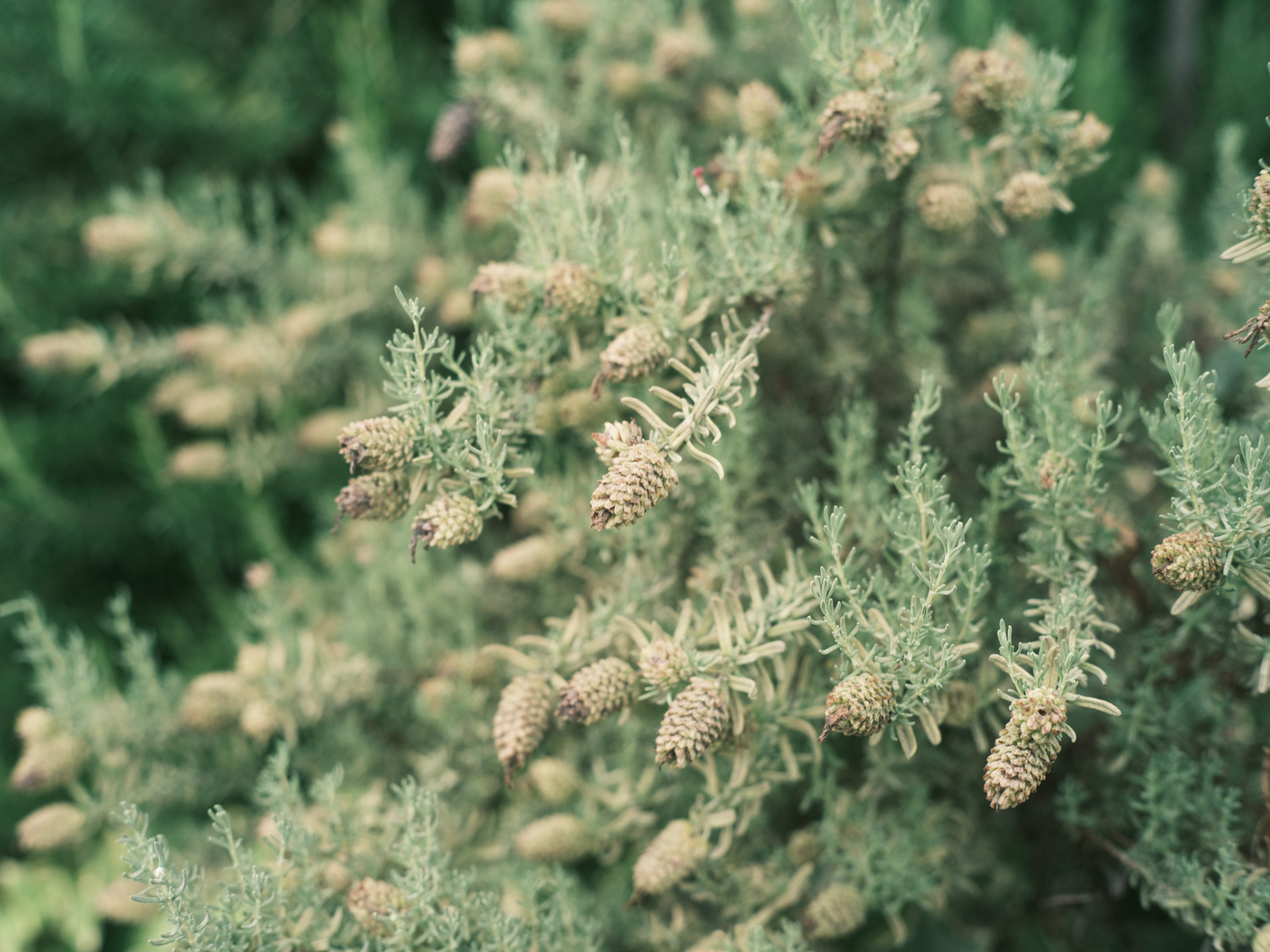 f:id:takchaso:20200704162419j:plain f:id:takchaso:20200704162419j:plain