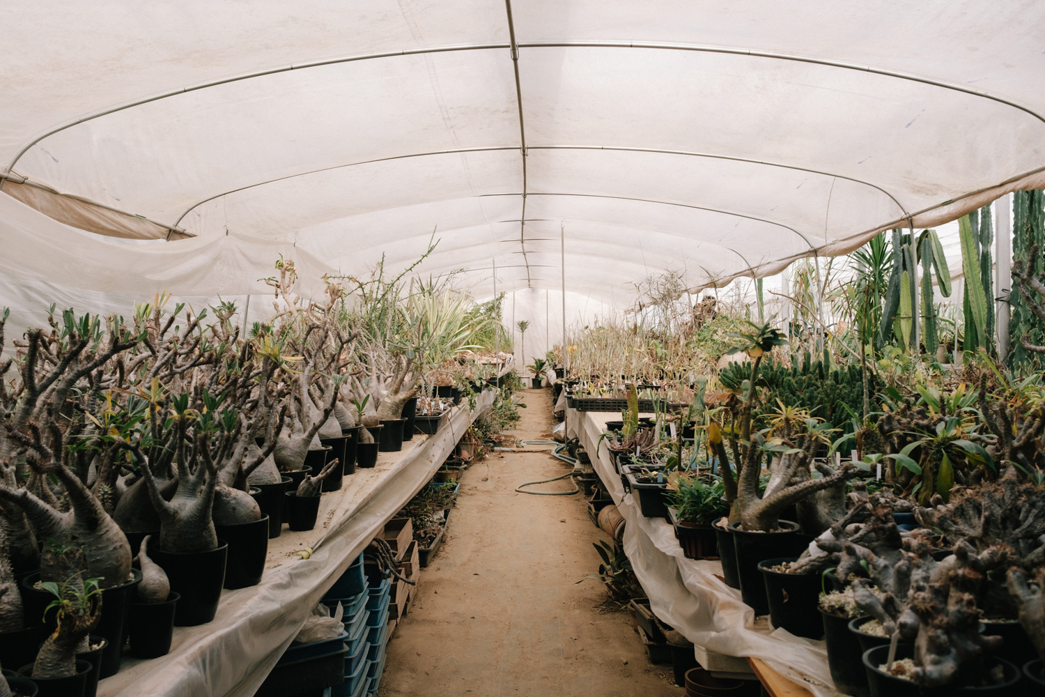 f:id:takchaso:20210221115625j:plain