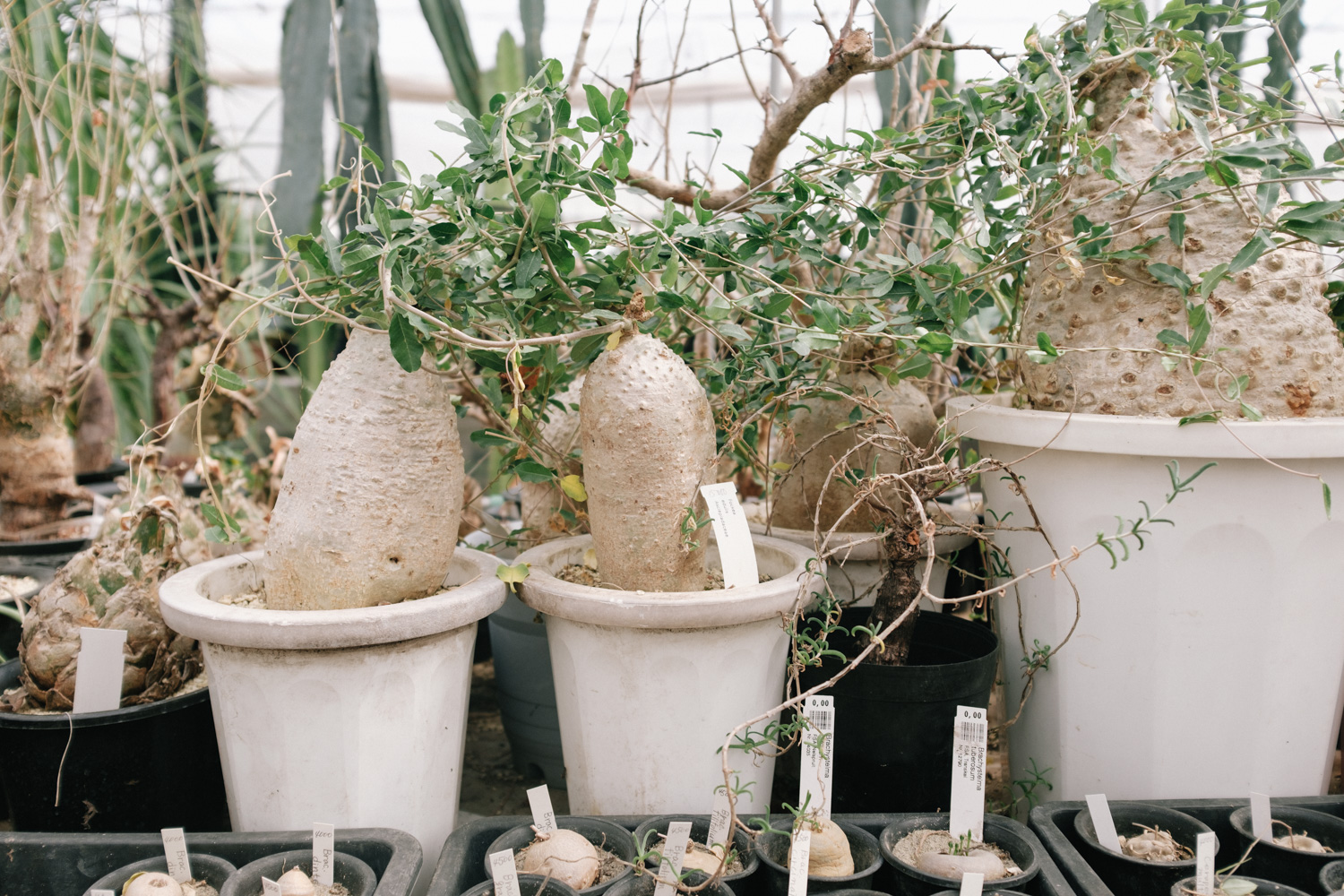 f:id:takchaso:20210221115932j:plain