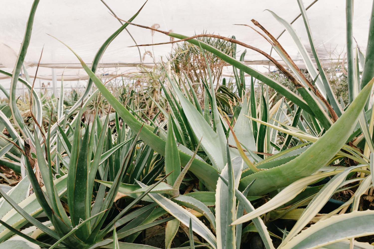 f:id:takchaso:20210221120956j:plain