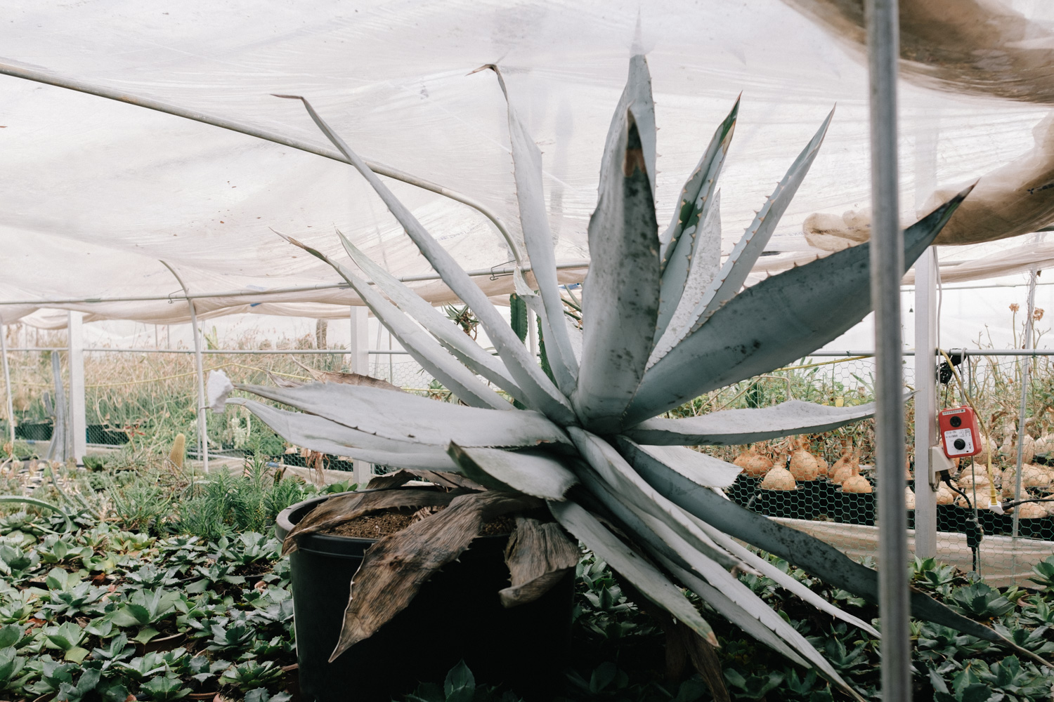 f:id:takchaso:20210221121141j:plain