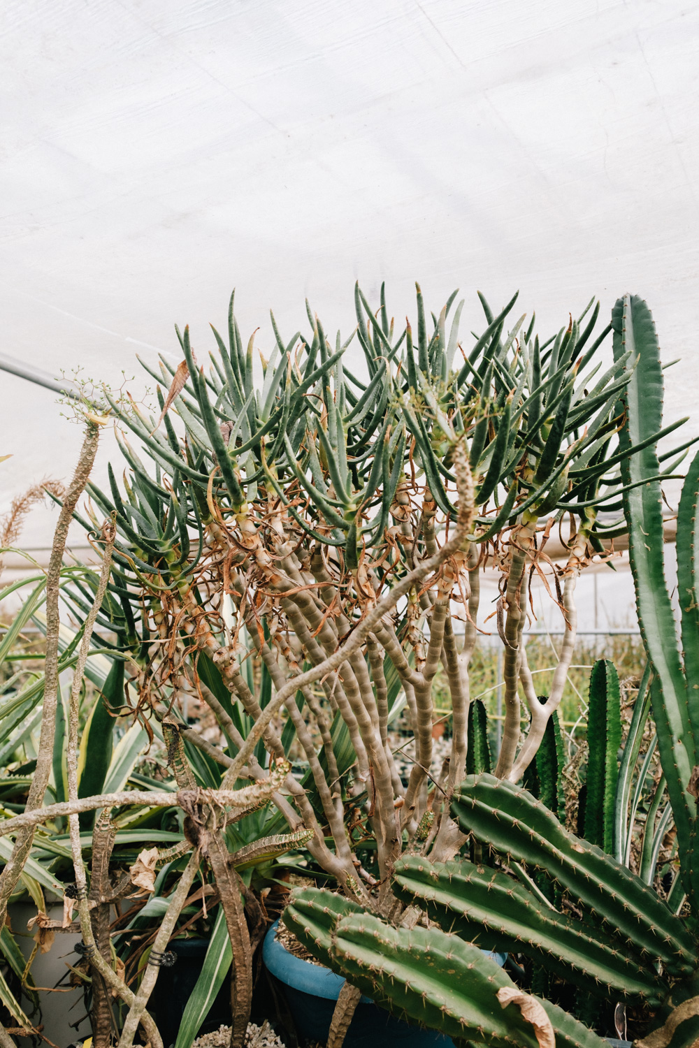 f:id:takchaso:20210221121359j:plain