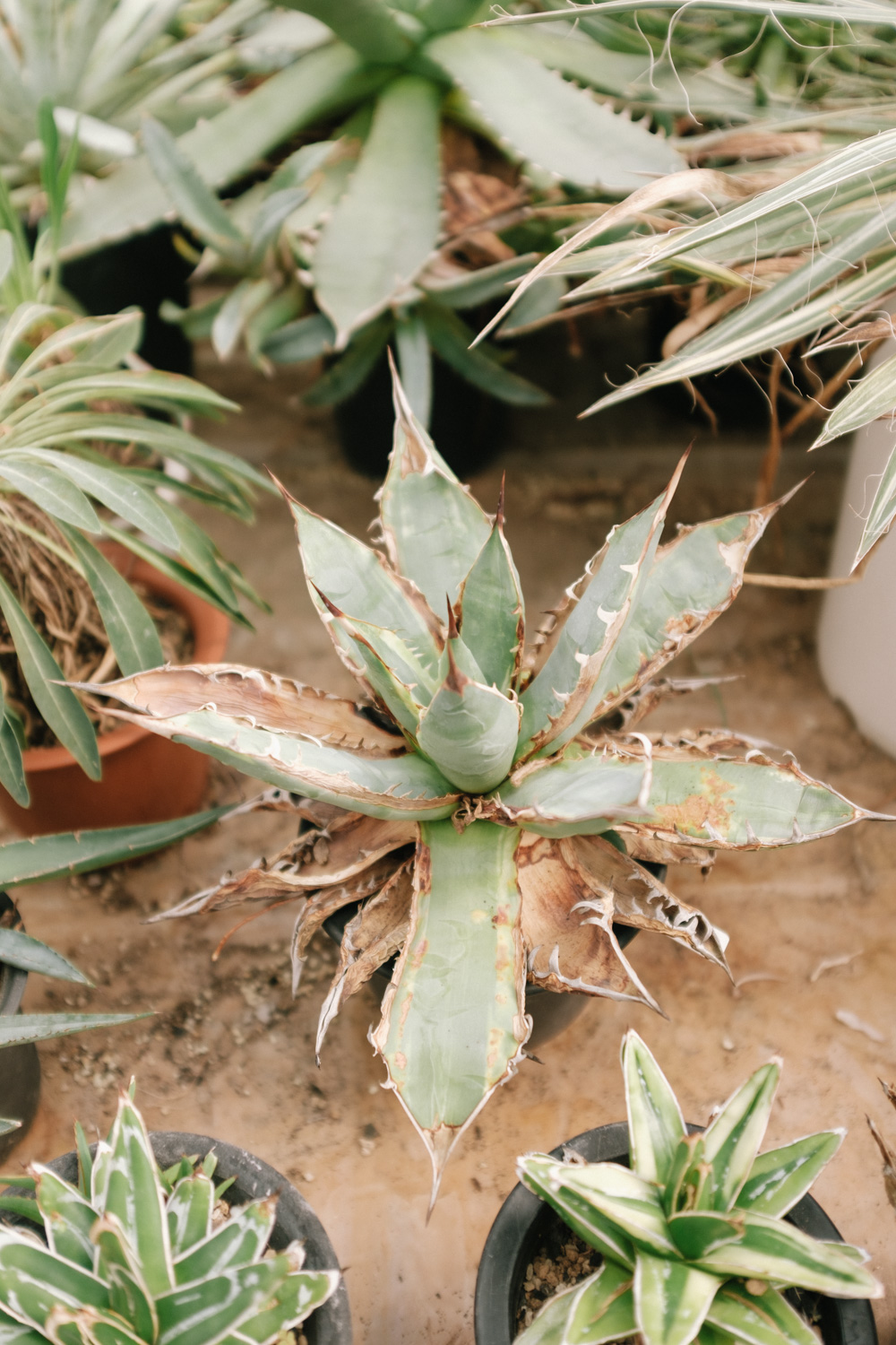 f:id:takchaso:20210221121420j:plain