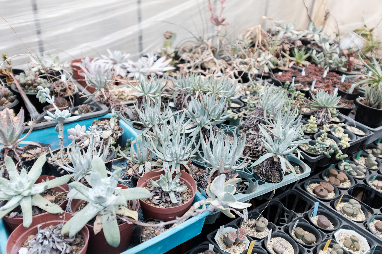 f:id:takchaso:20210221123025j:plain