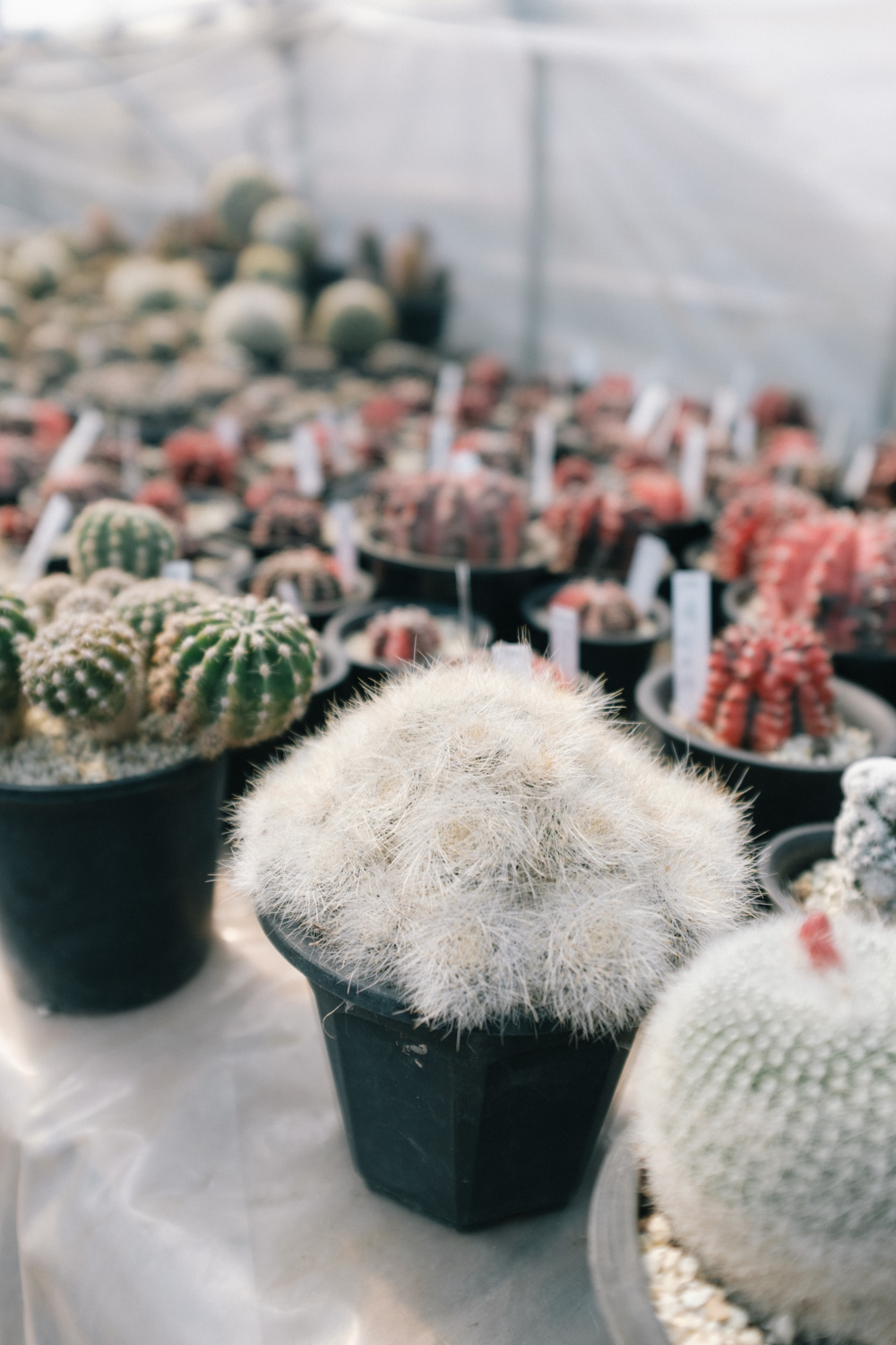 f:id:takchaso:20210221123842j:plain