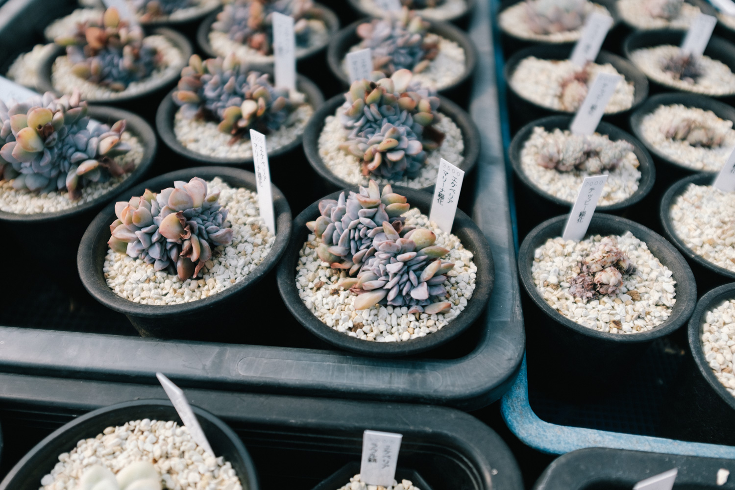 f:id:takchaso:20210221124210j:plain