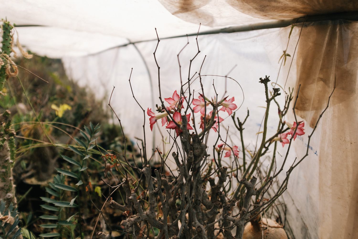 f:id:takchaso:20210221125324j:plain