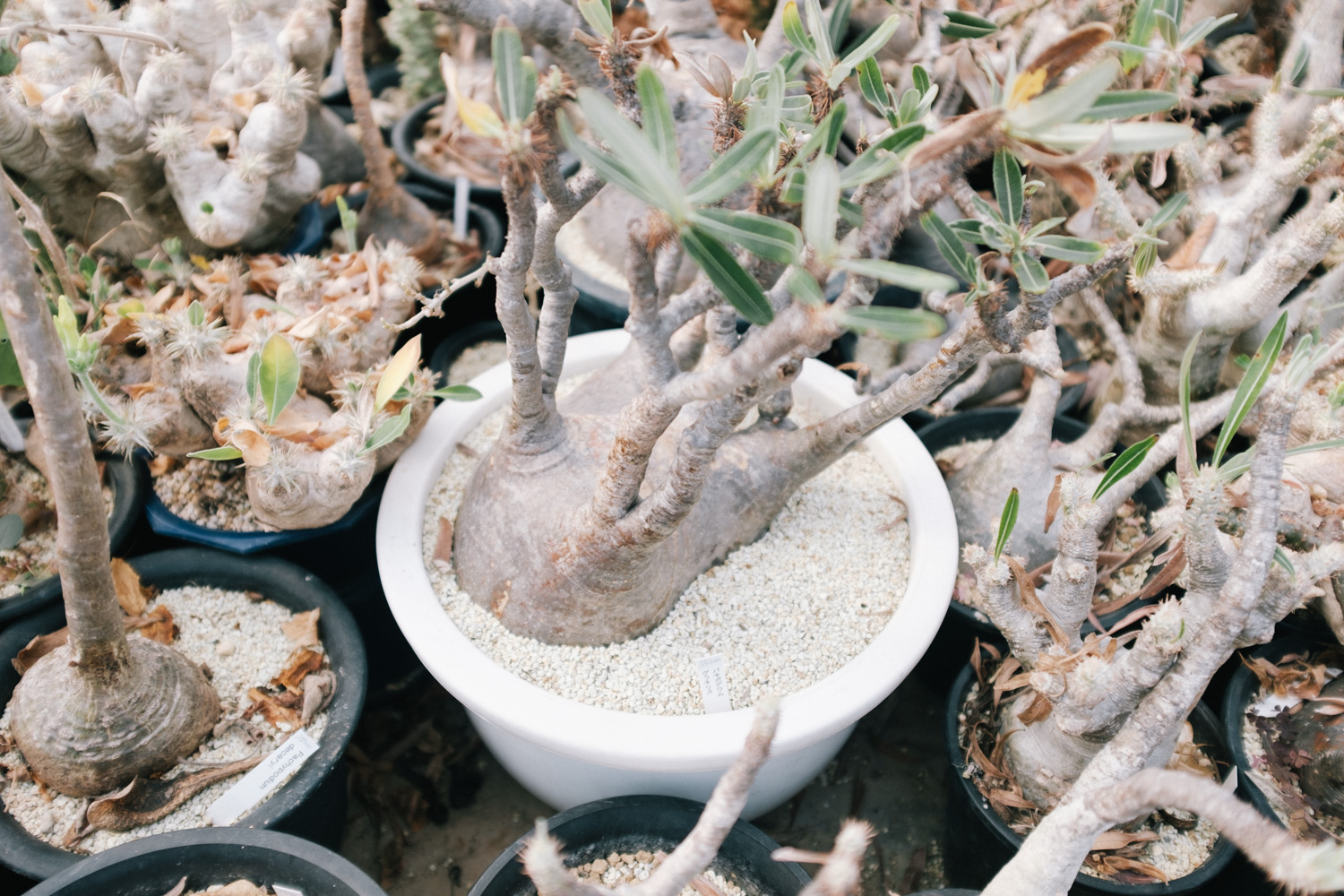 f:id:takchaso:20210221125414j:plain