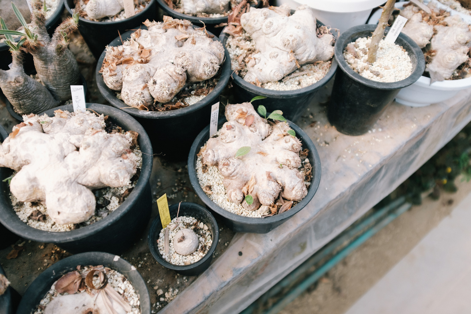 f:id:takchaso:20210221125427j:plain