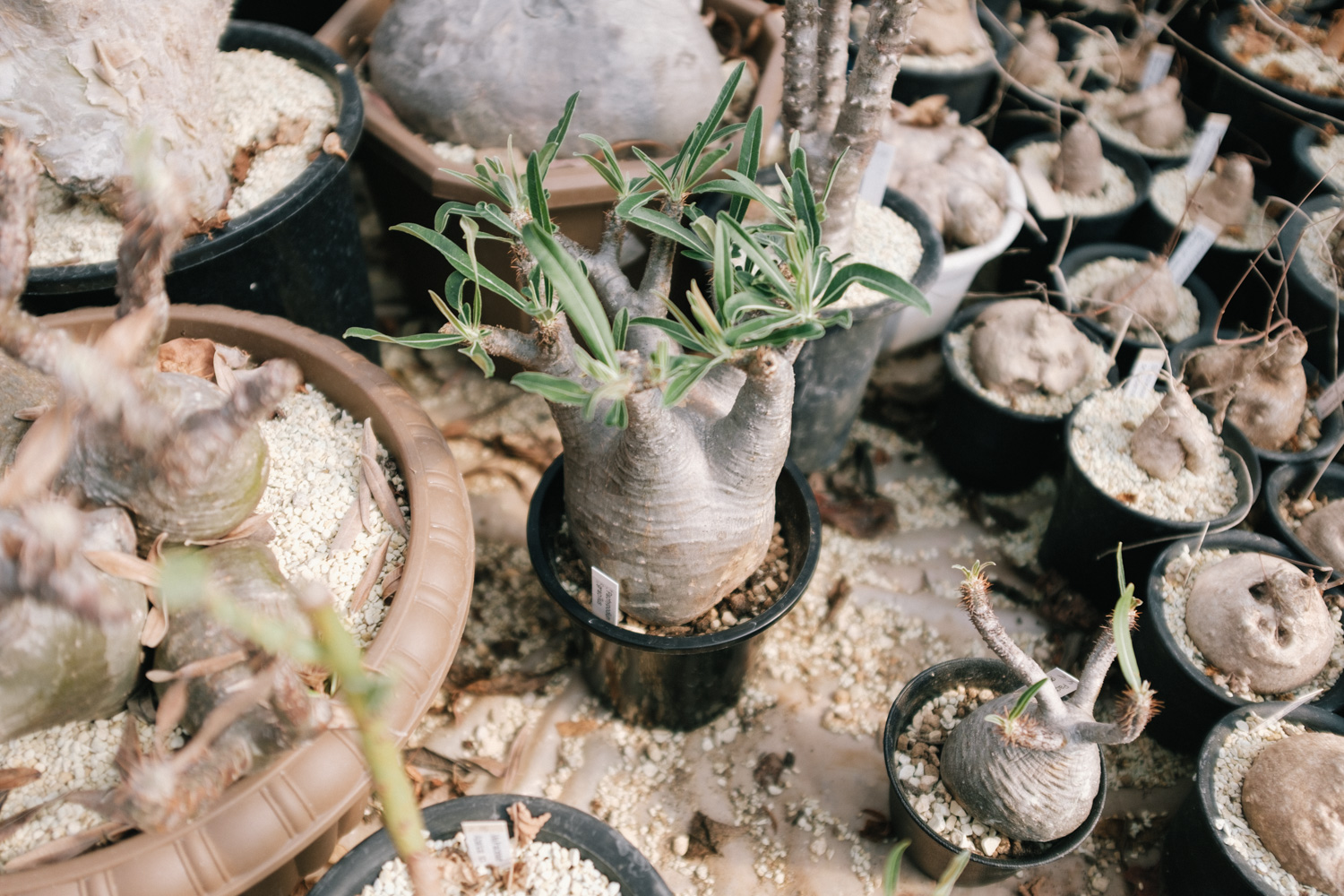 f:id:takchaso:20210221125613j:plain