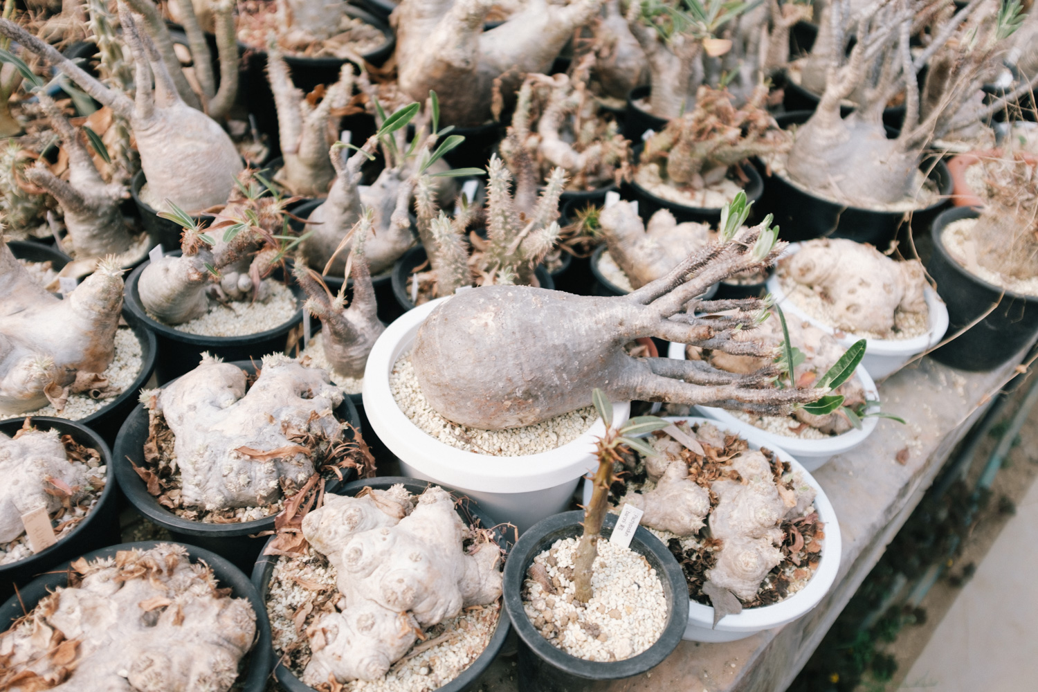 f:id:takchaso:20210221125700j:plain