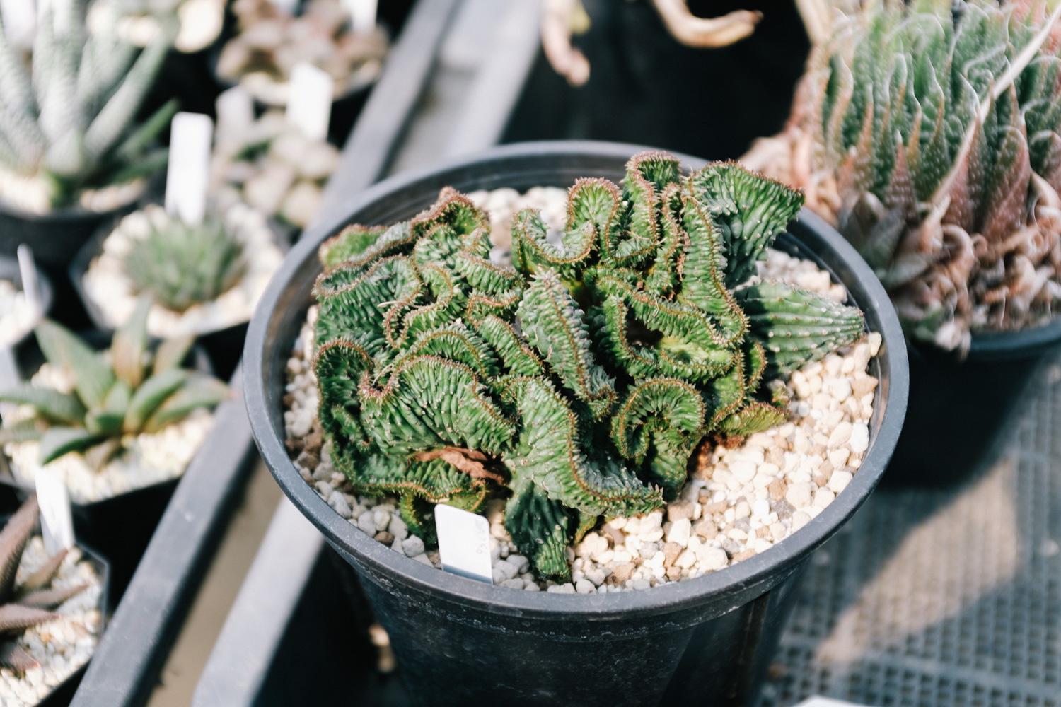 f:id:takchaso:20210221130741j:plain