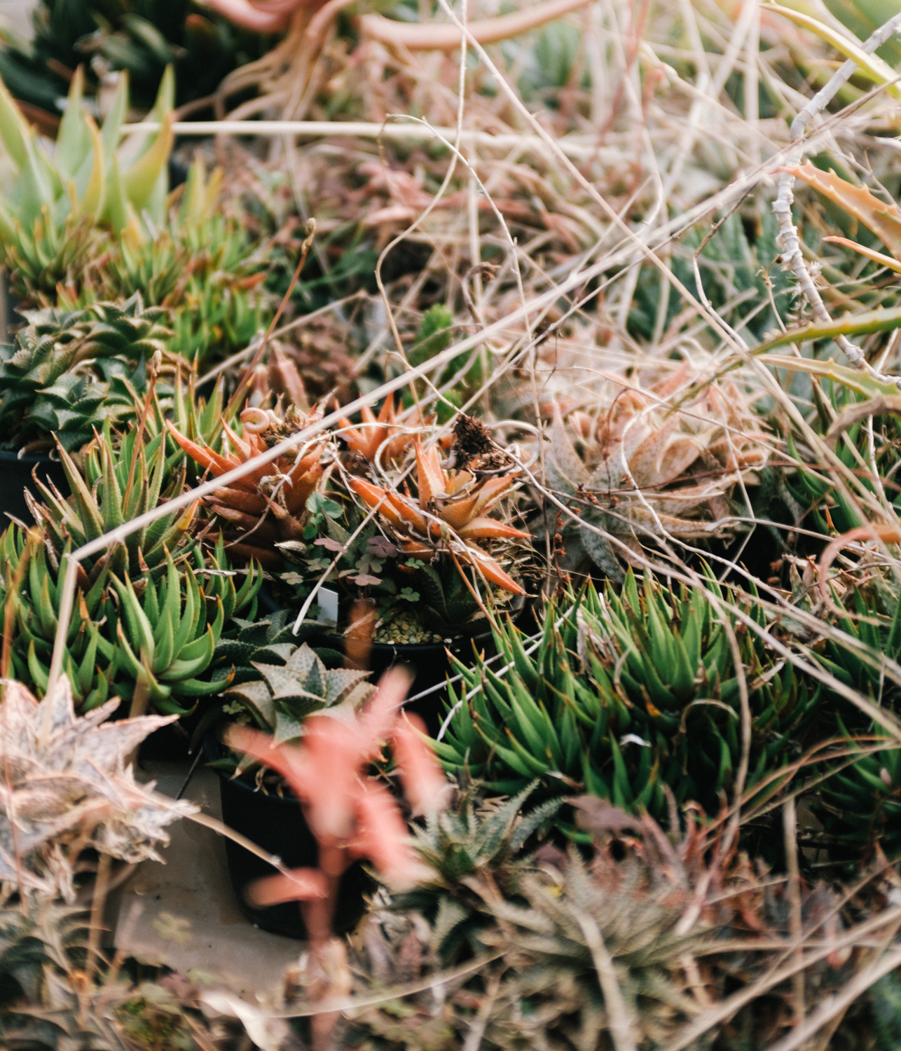 f:id:takchaso:20210221144207j:plain