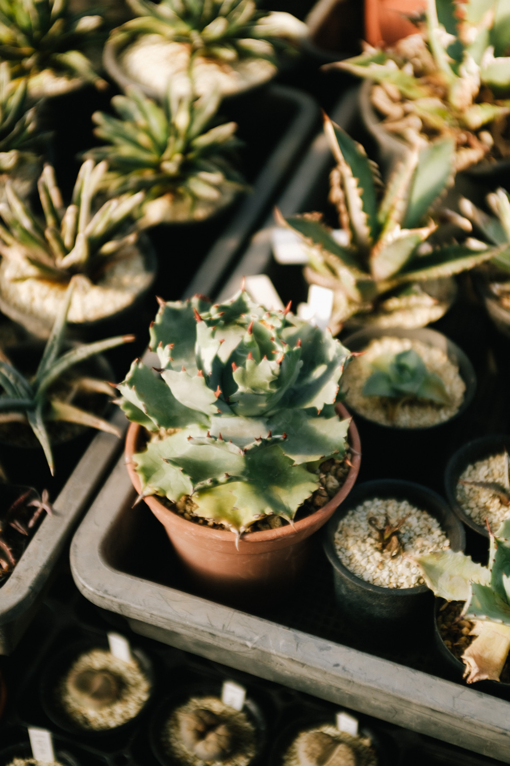 f:id:takchaso:20210221150001j:plain