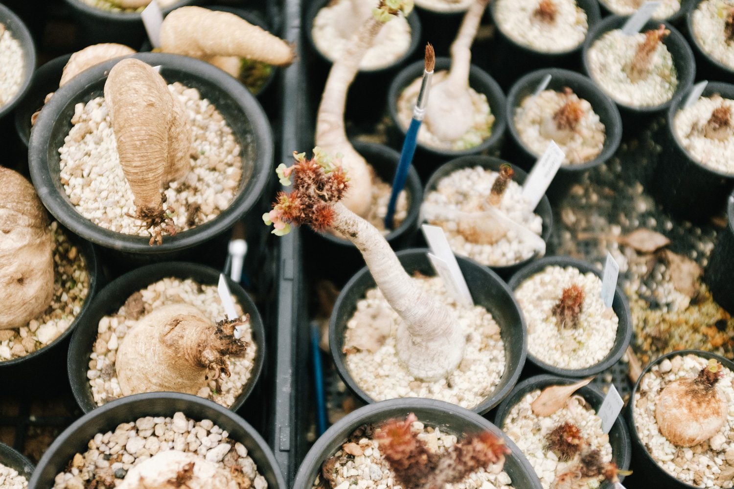 f:id:takchaso:20210221154112j:plain