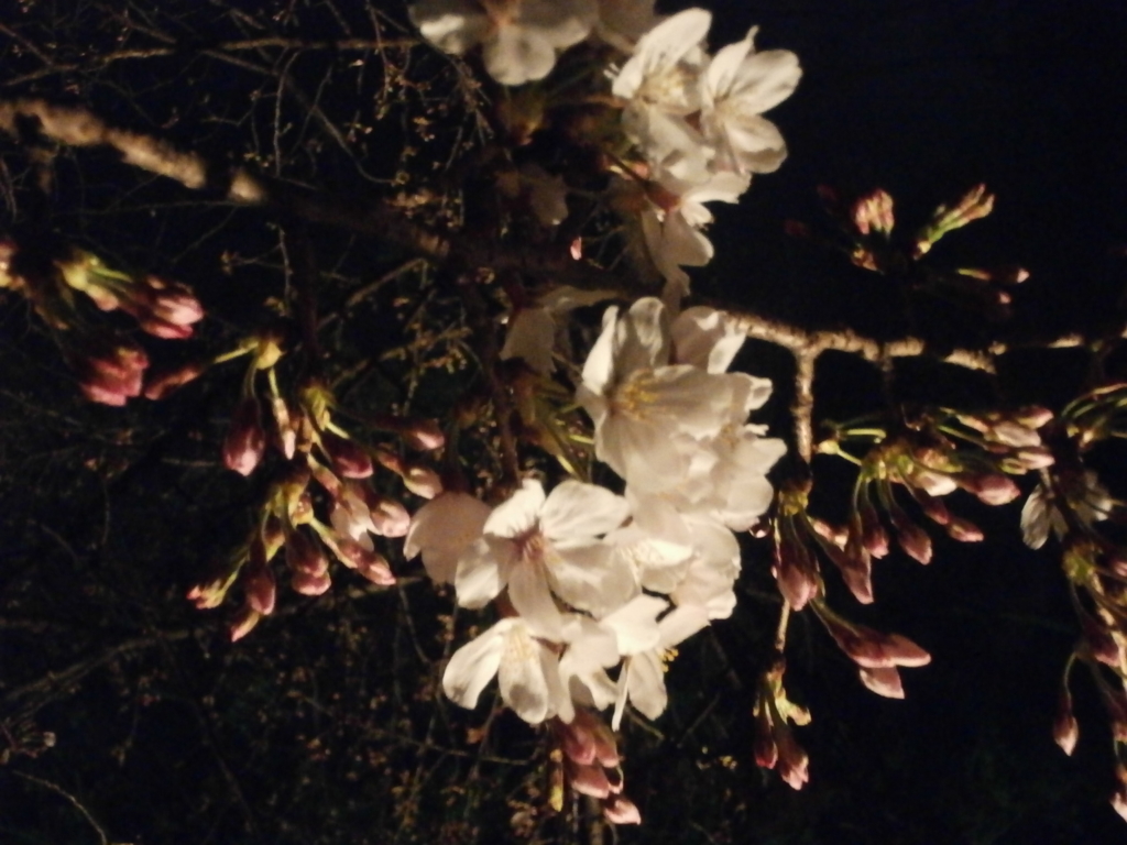 f:id:take--chan:20160329234325j:plain