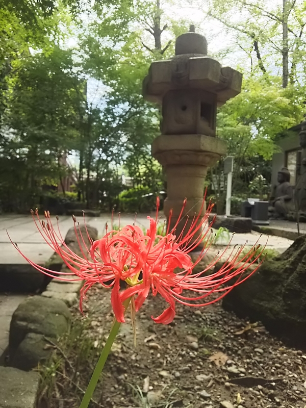 f:id:take--chan:20160927235001j:plain