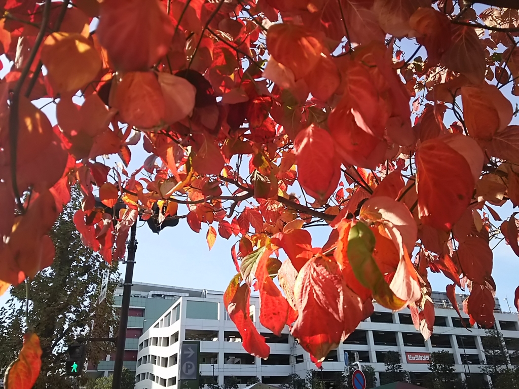 f:id:take--chan:20161126124919j:plain