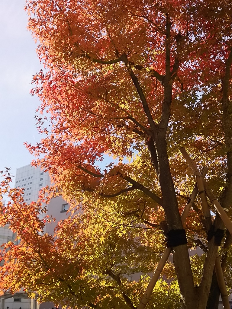 f:id:take--chan:20161126124938j:plain