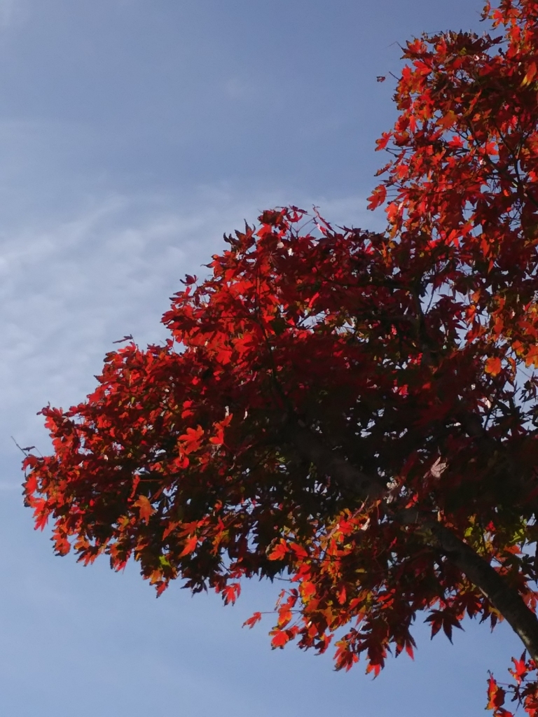 f:id:take--chan:20161126125010j:plain